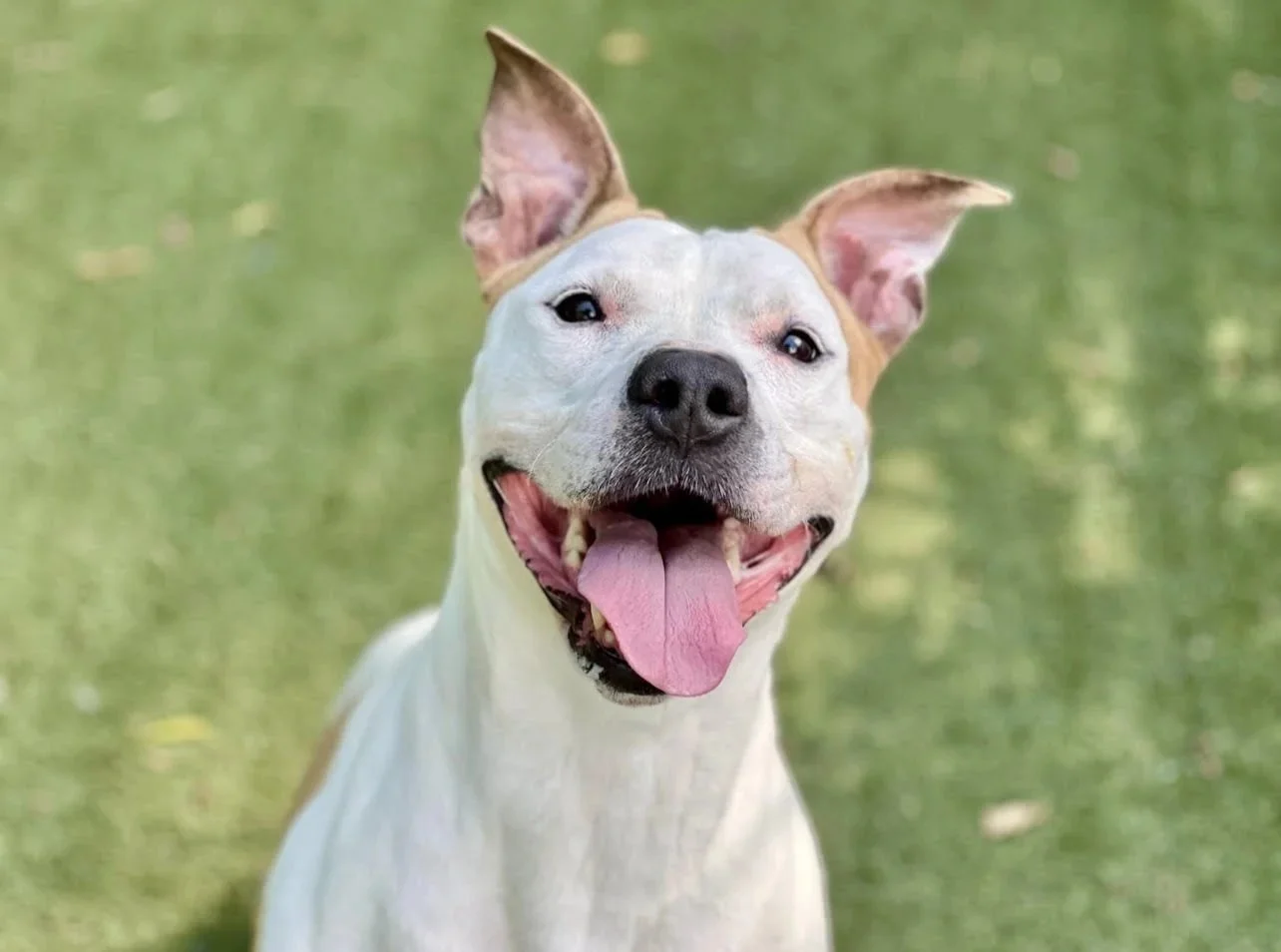 Queen | Female | 3-4 Years
