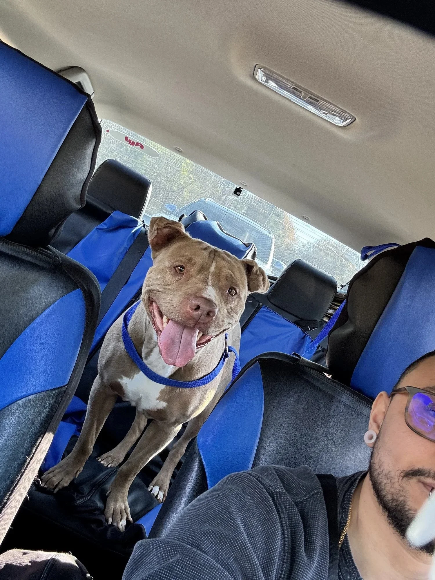 Coco | Female | 7 Years