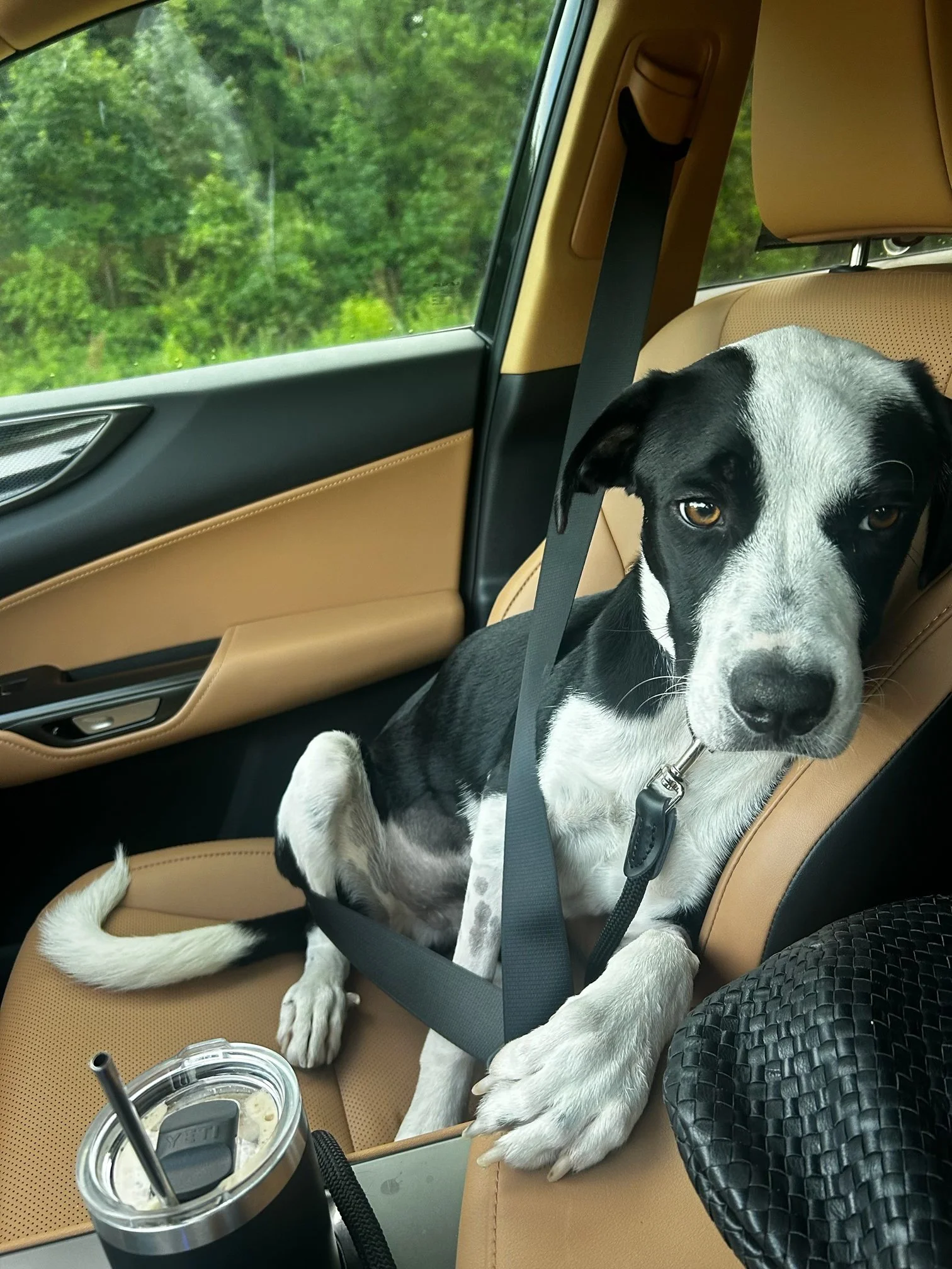 A black and white dog sitting in a car seat, secured with a seatbelt, with a drink cup on the car console.