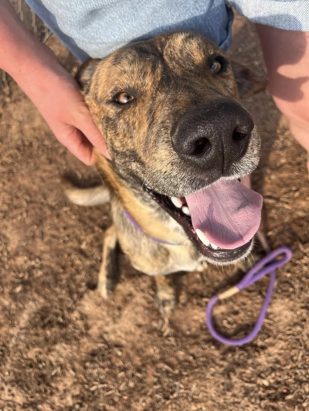Cookie - Male - 1 Years