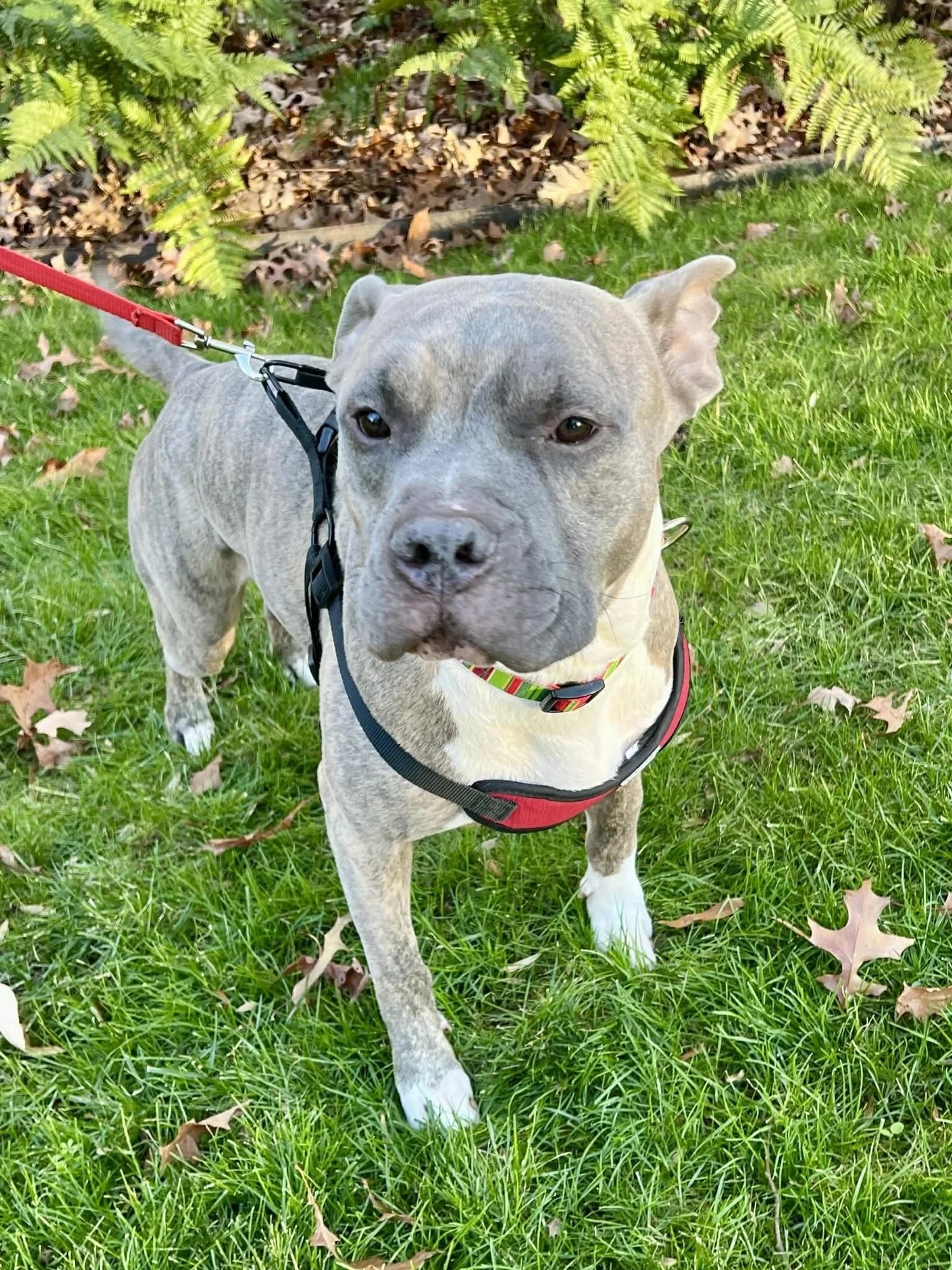 Nipsey | Male | 4 Years