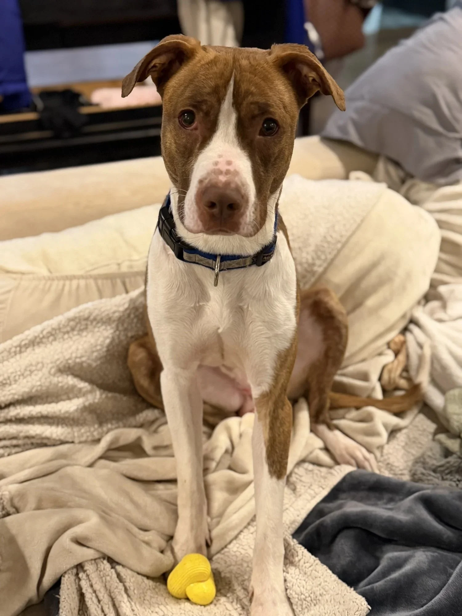 Hazlo | Male | 1 Year