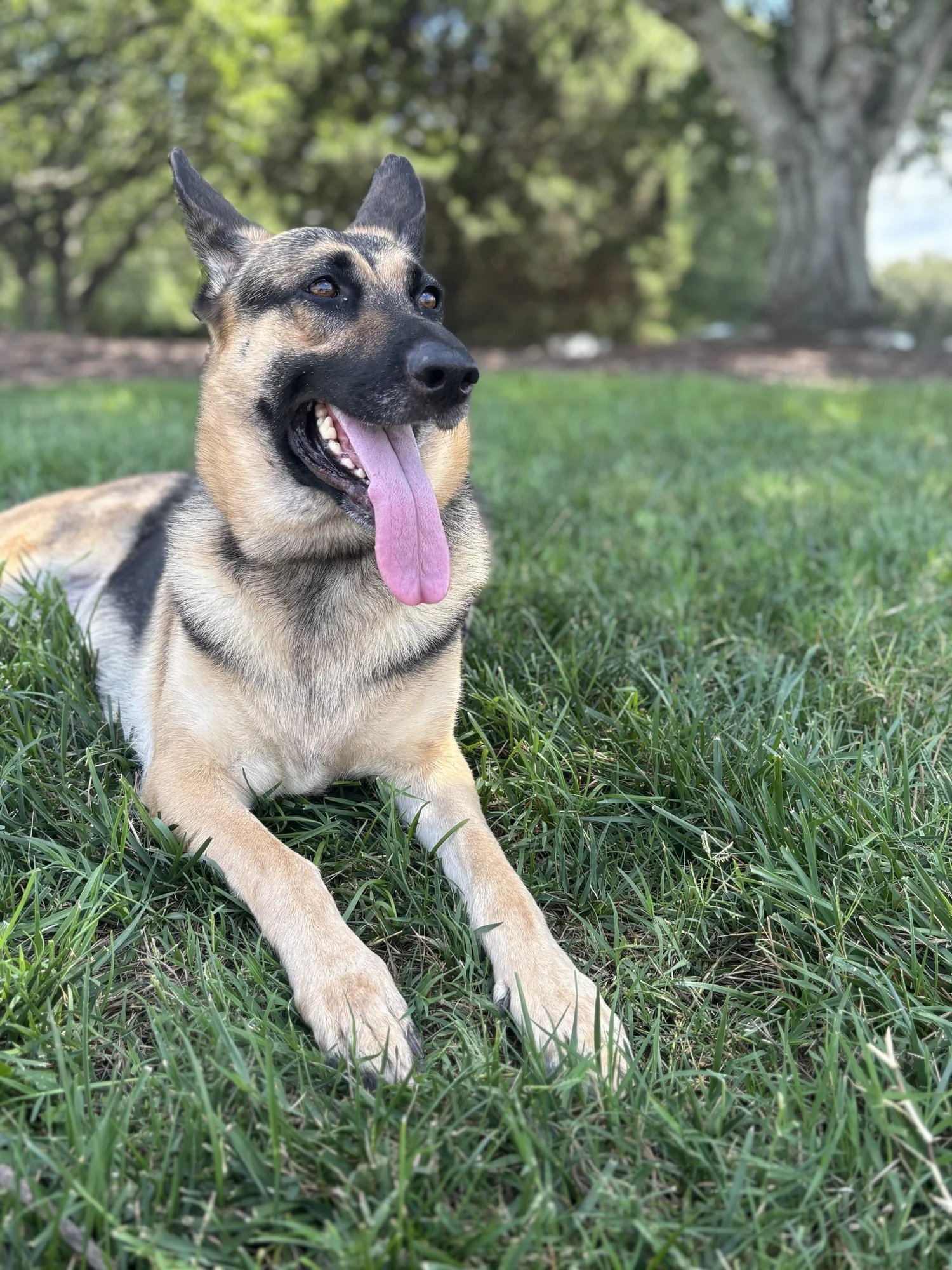 Brown and black dog laying in the grass