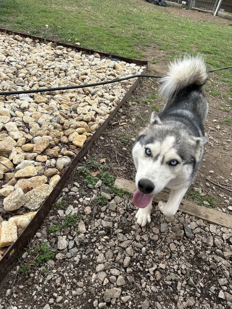 Heidi