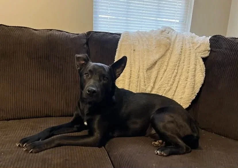 Maxy | Male | 3 Years