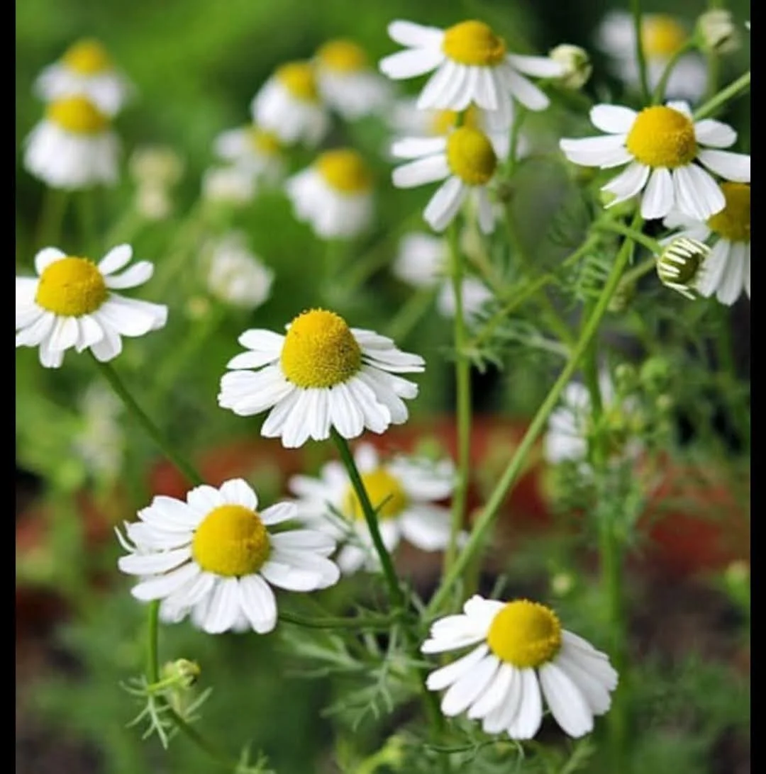 White chamomile flowers with yellow centers blooming in a green garden
