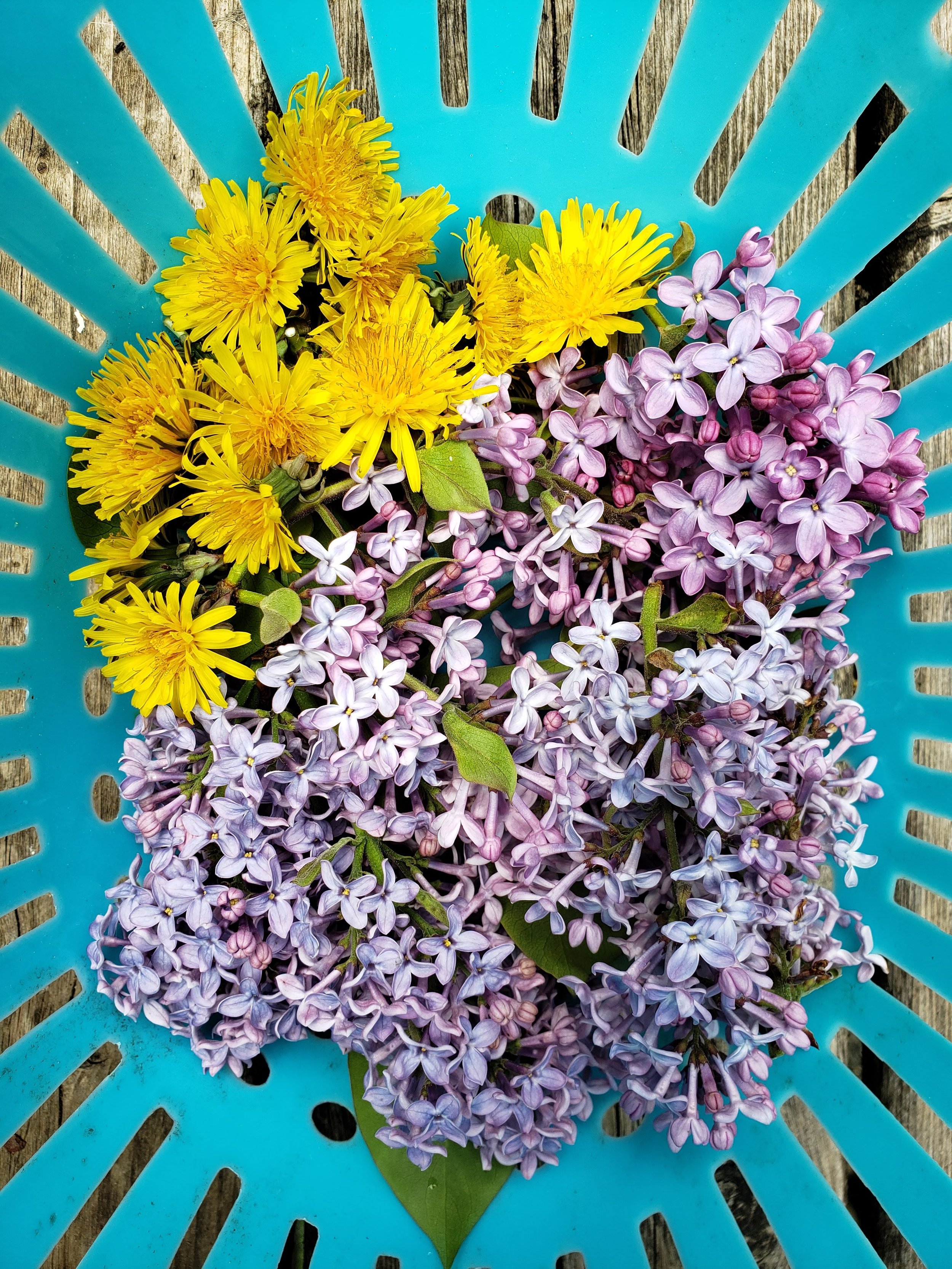 Yellow dandelions and purple lilac blossoms arranged on a turquoise outdoor chair
