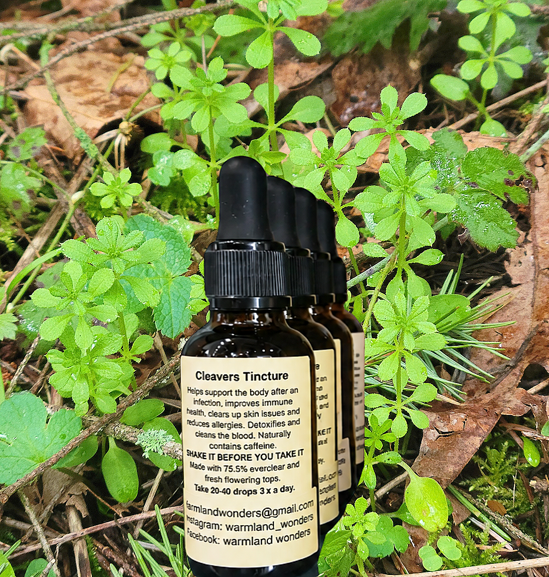 Cleavers Tincture