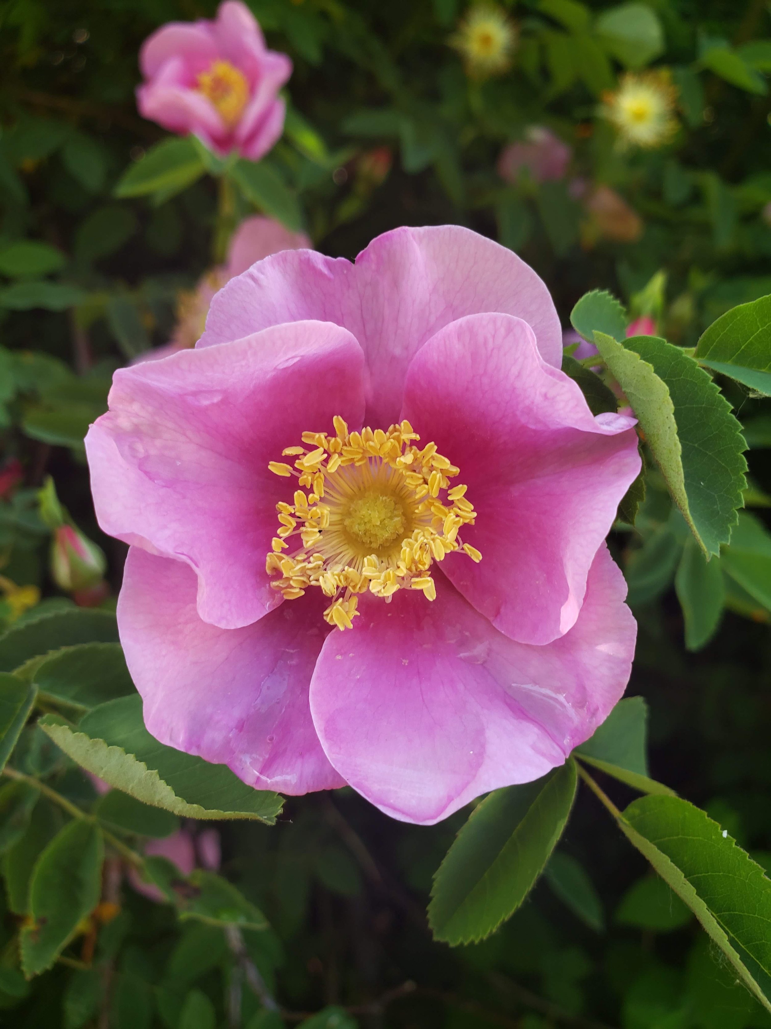 Close-up of a pink wild rose with yellow stamens surrounded by green leaves.