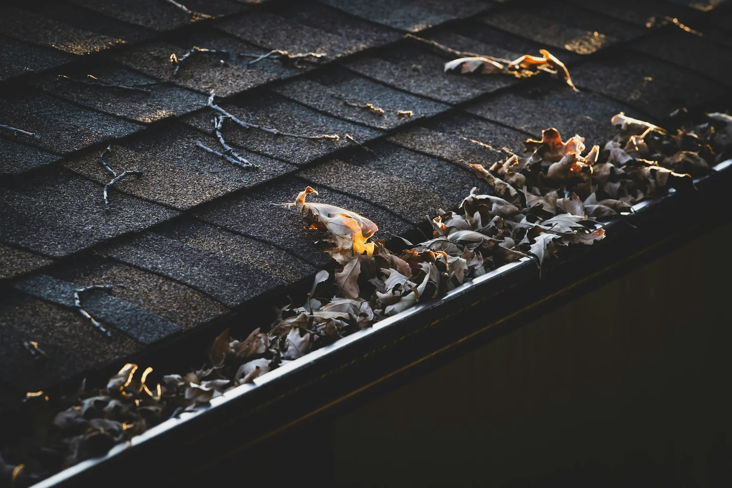 Leaves and debris collected in a roof gutter
