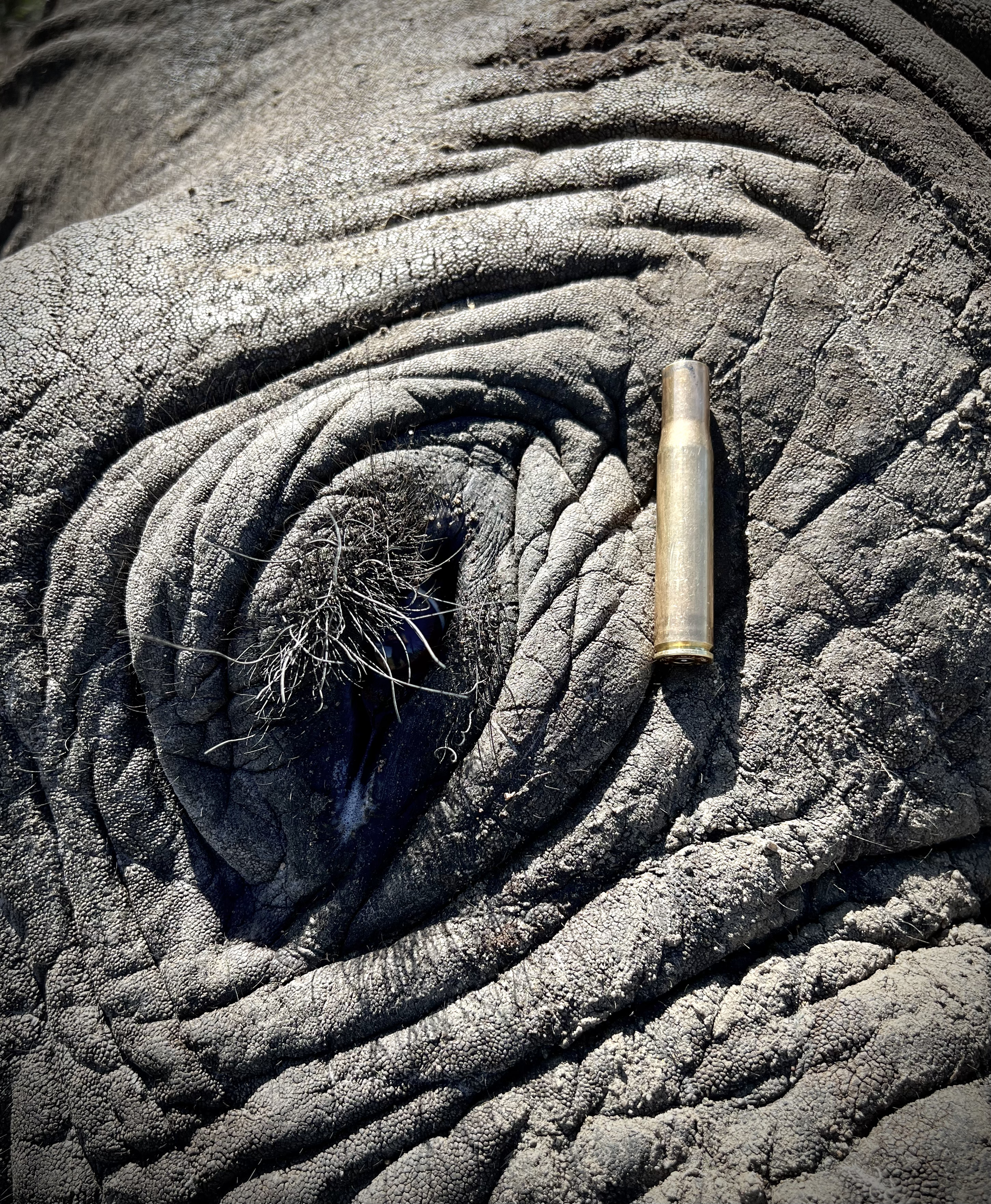 Elephant bull hunted in the Lowveld with a 404 Jefferey