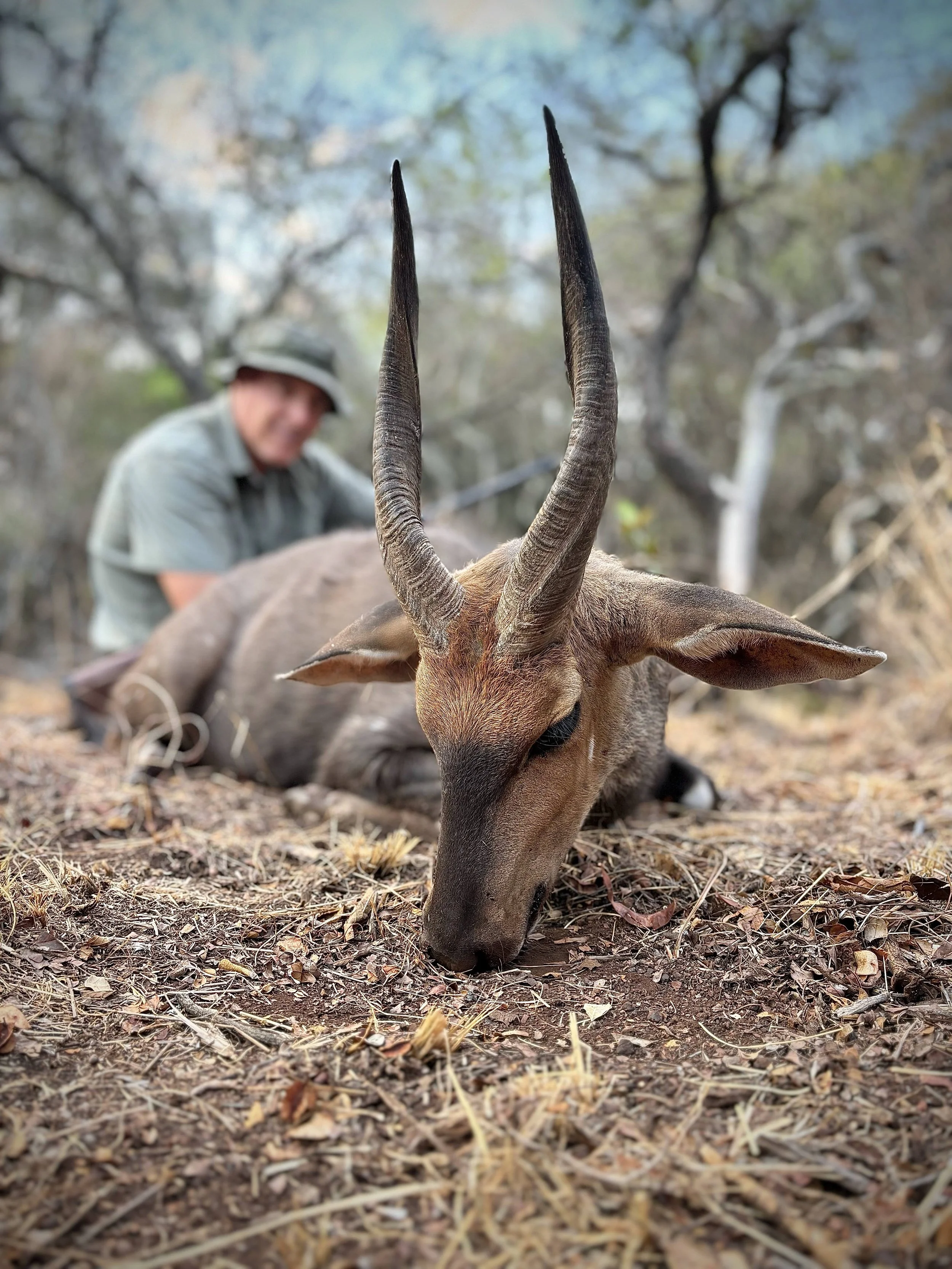 Bushbuck Ram hunted in the Limpopo Province of South Africa