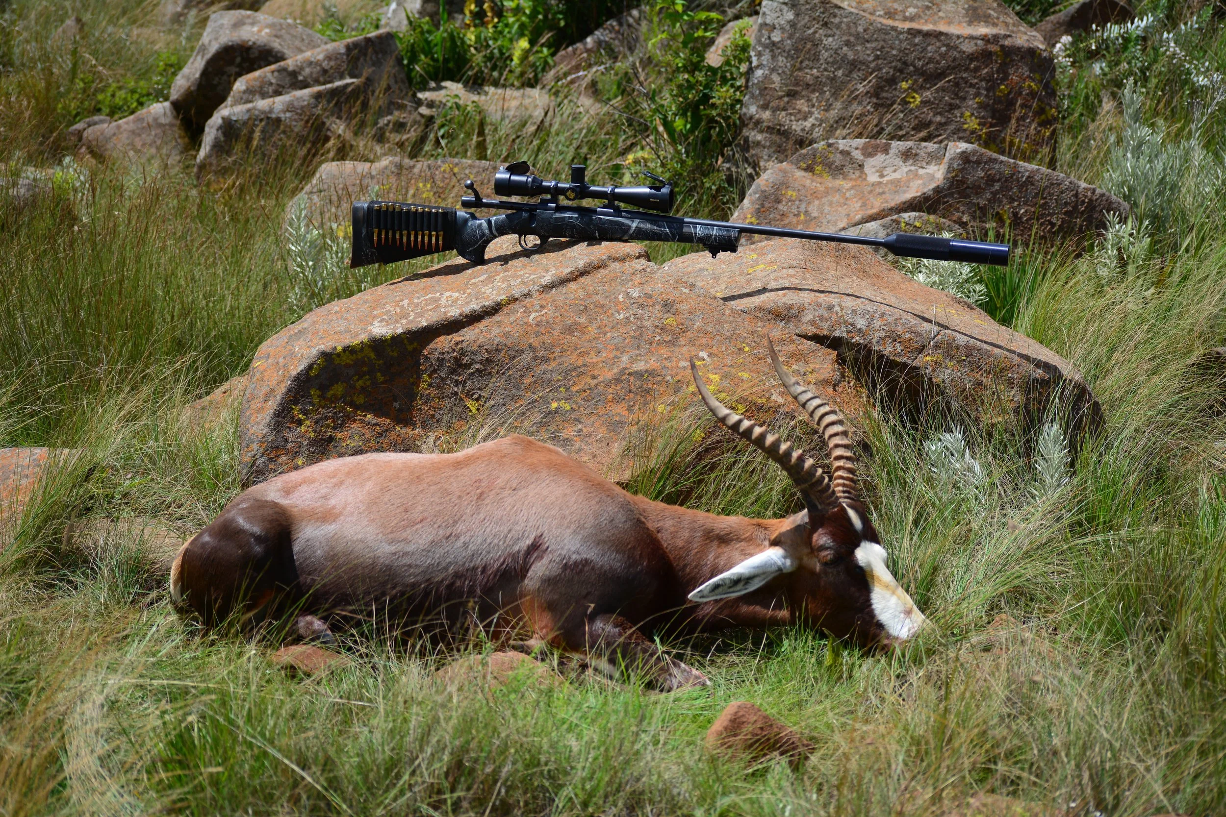 Blesbok ram hunted in the Highveld of Mpumalanga, South Africa