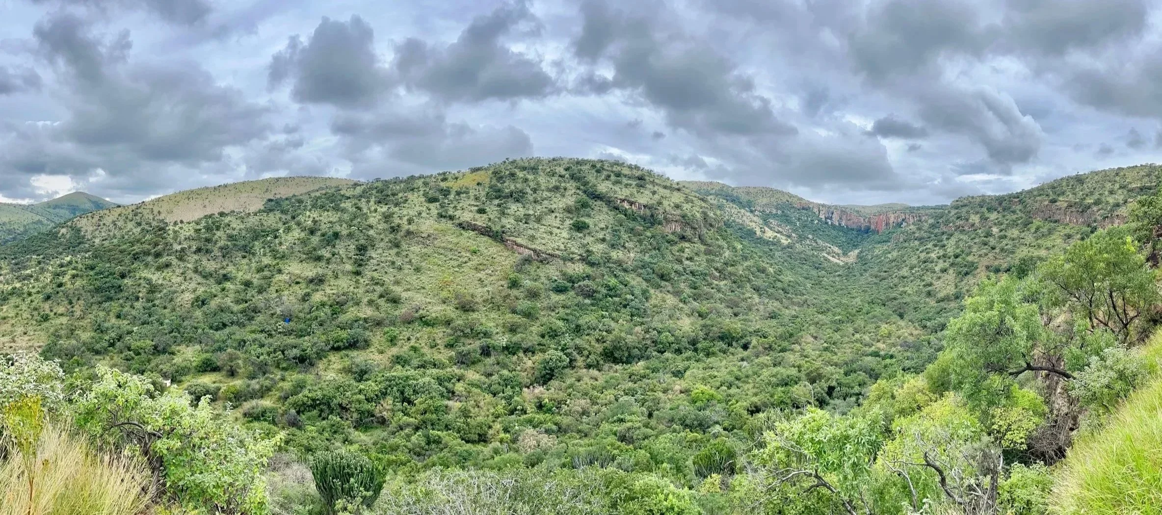 Rolling hills and rugged green valleys in the Limpopo Valley, South Africa, Home to varied habitats for Kudu, Mountain reedbuck, Klipspringer and Bushbuck.