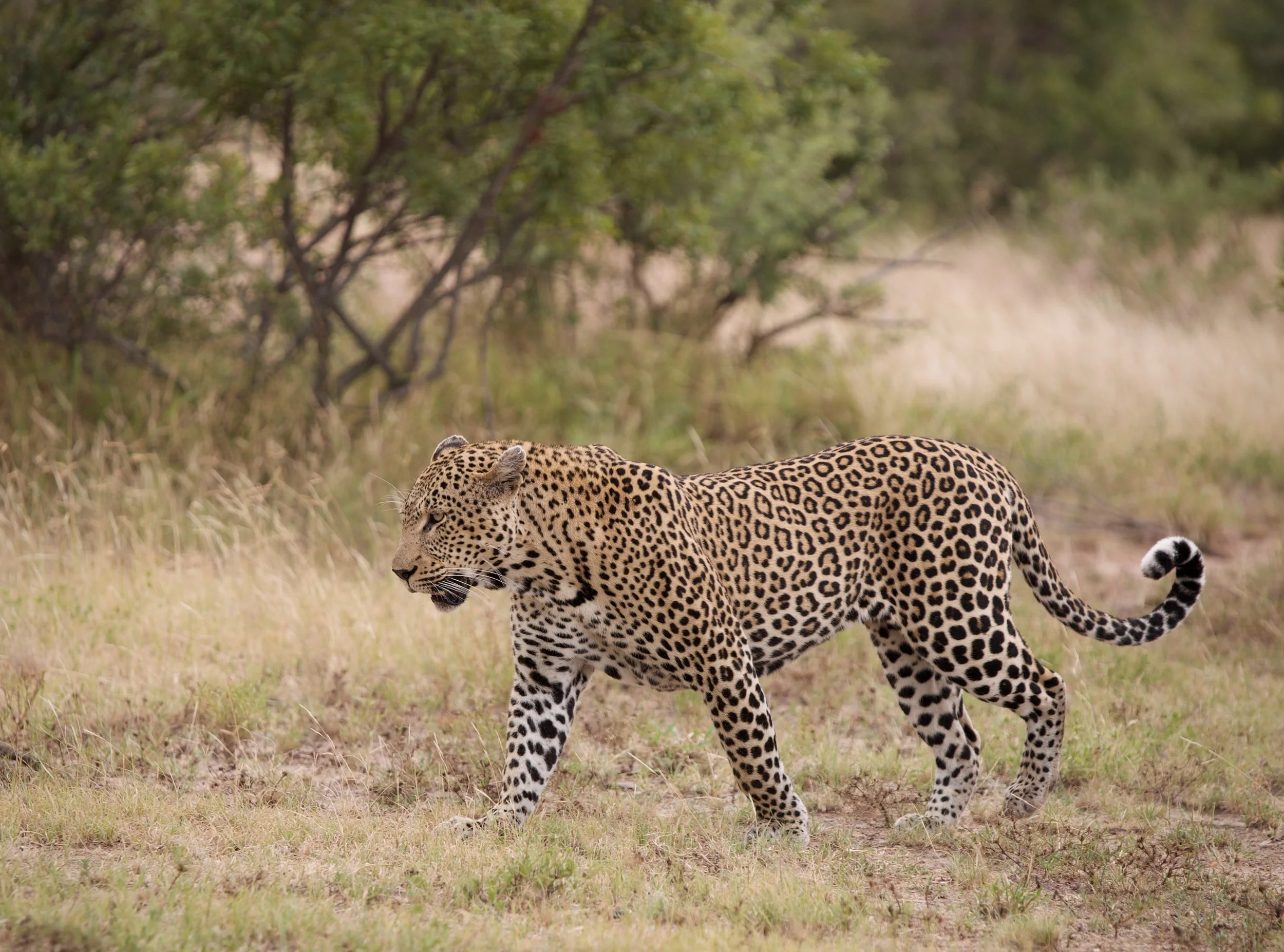 Male Leopard on the move in Klaserie Private Nature Reserve, South Africa