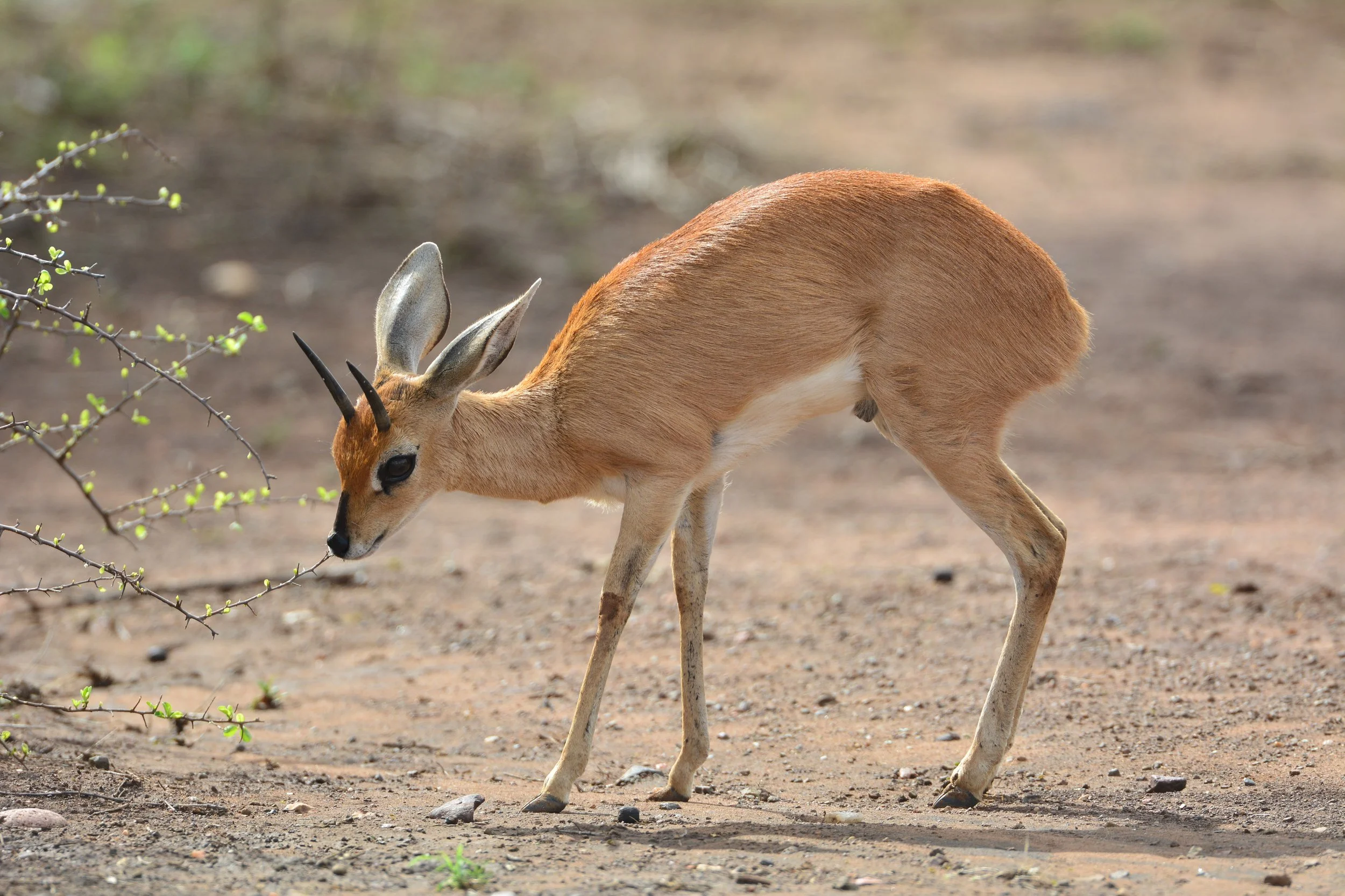 Steenbok Ram feeding on fresh budding leaves