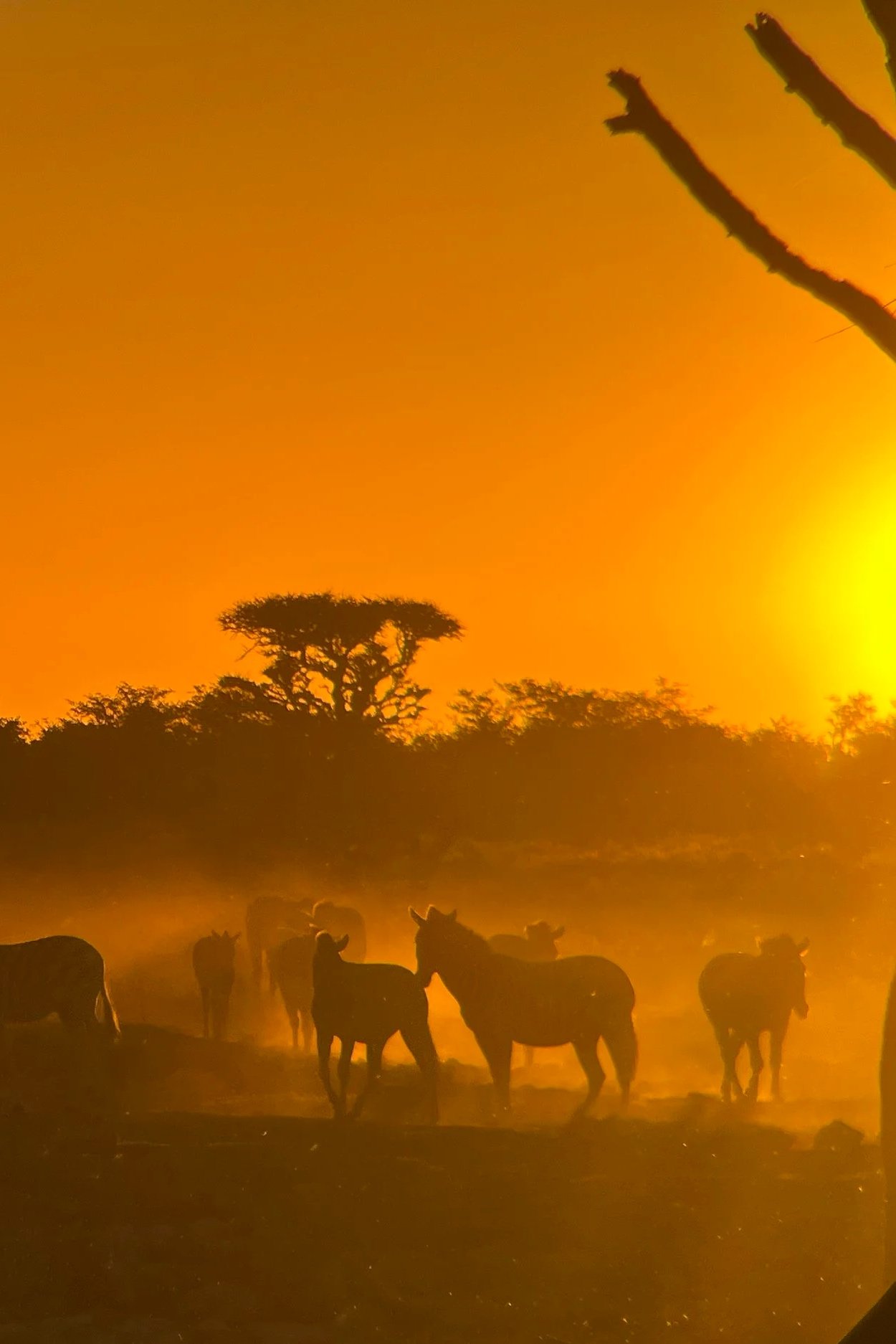 Zebra herd photographed at sunset in Etosha National Park, Namibia