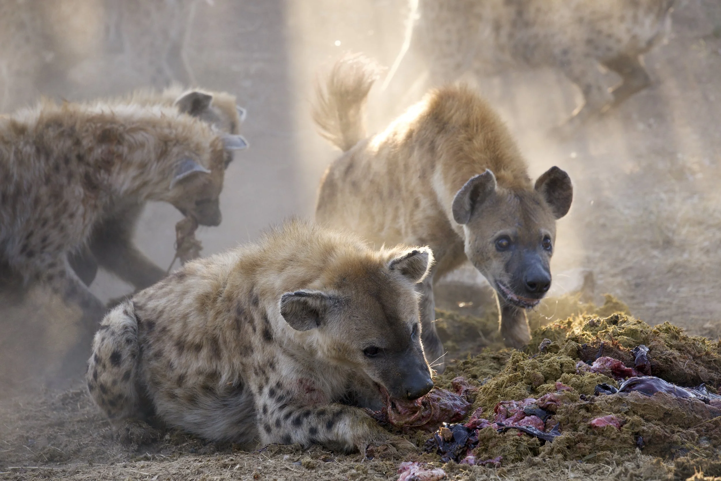 Clan of hyenas feeding on a carcass in the Lowveld of South Africa