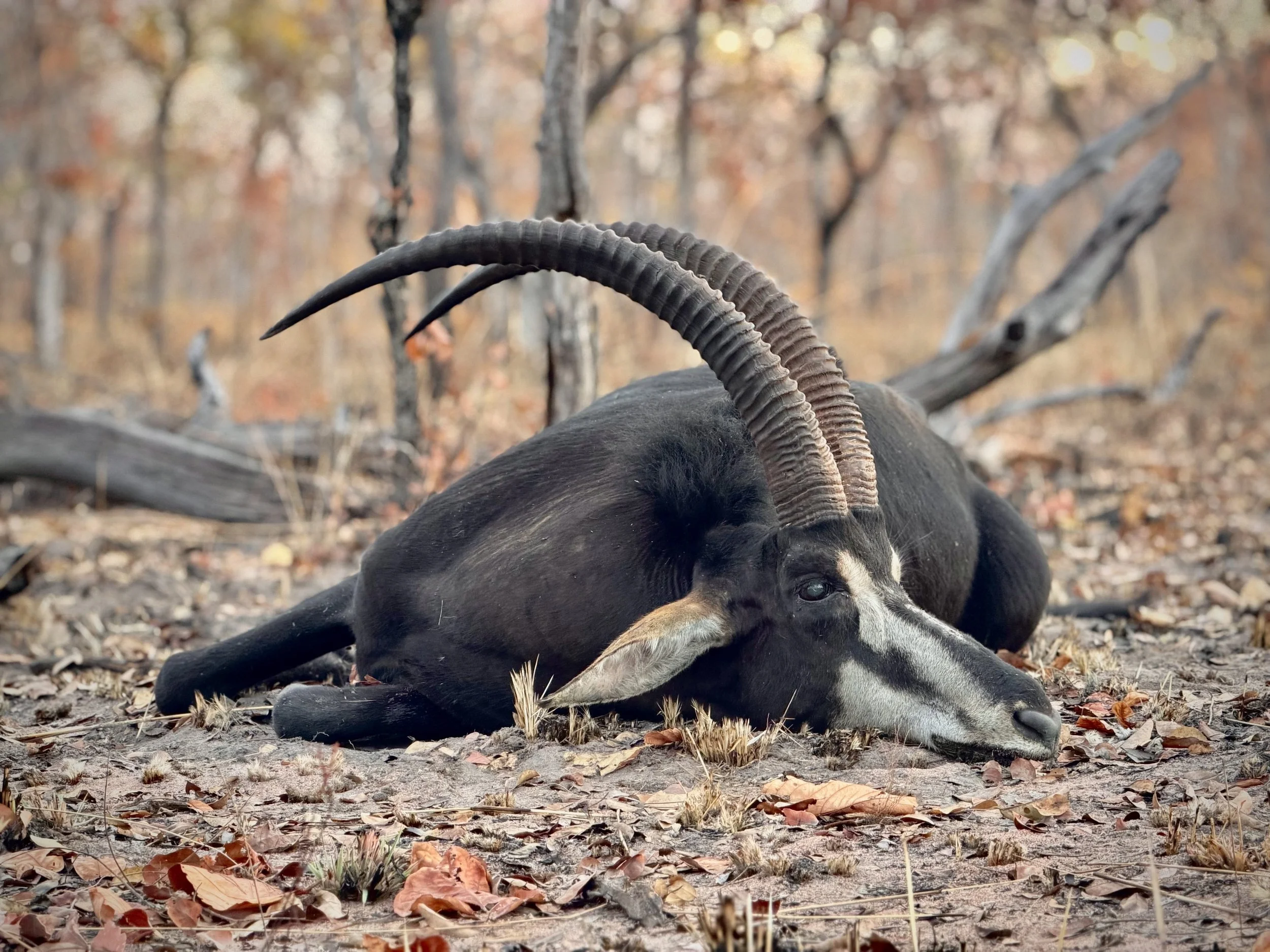Rooseveld Sable Bull Hunted in Niassa, Mozambique