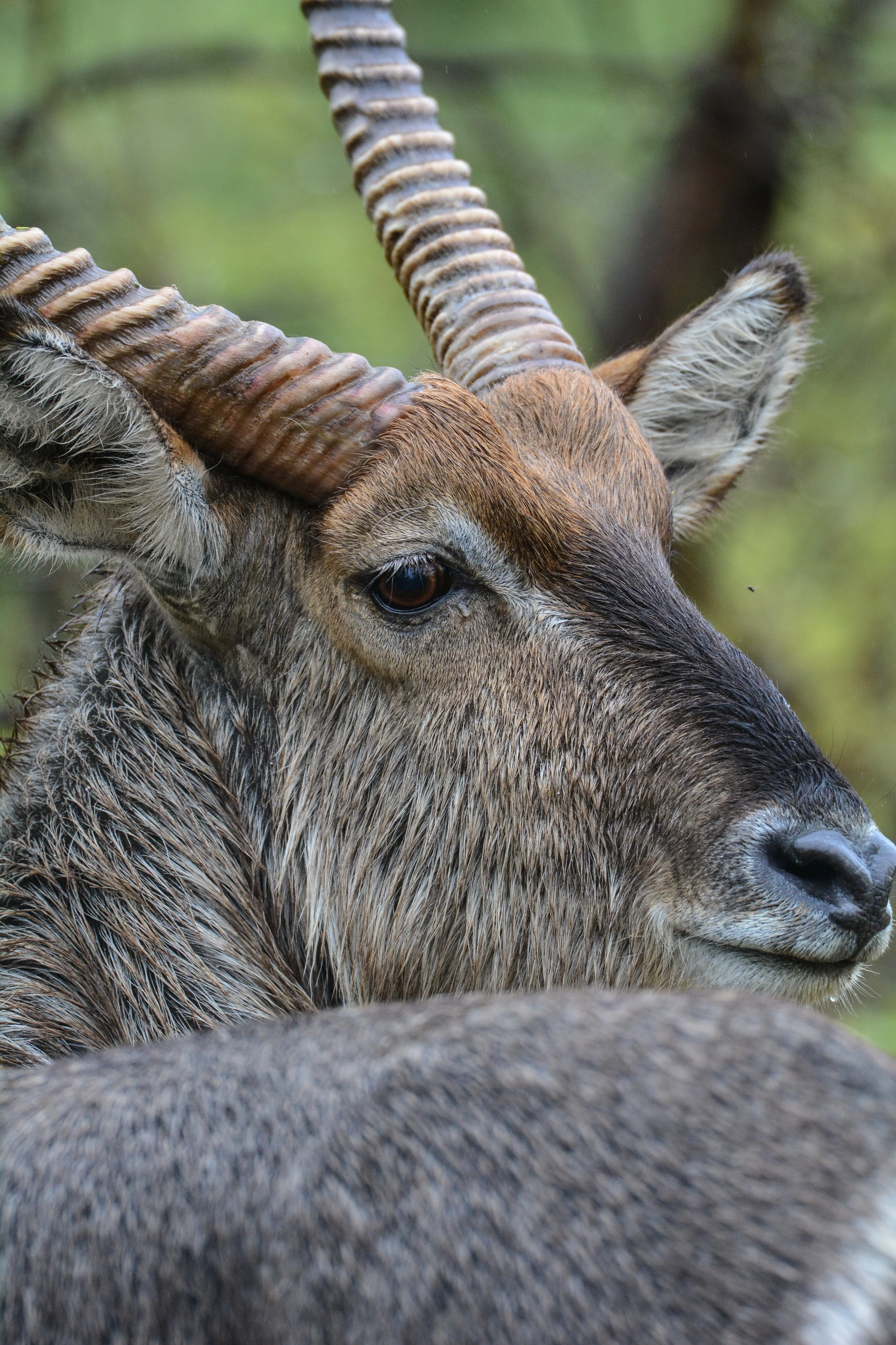 Waterbuck bull photographed in Kruger National Park South Africa