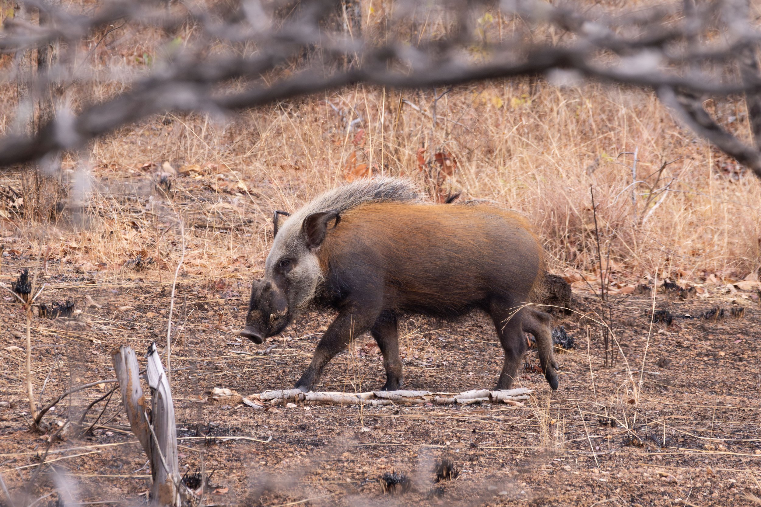 Bushpig active during the day in Niassa, Mozambique. (Photographed by Katie Hargreaves)
