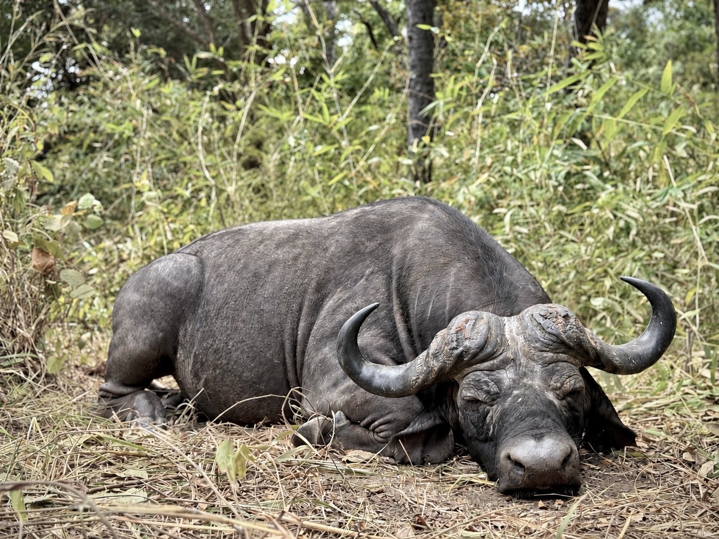 Cape buffalo Bull hunted at close quarters in Northern Mozambique