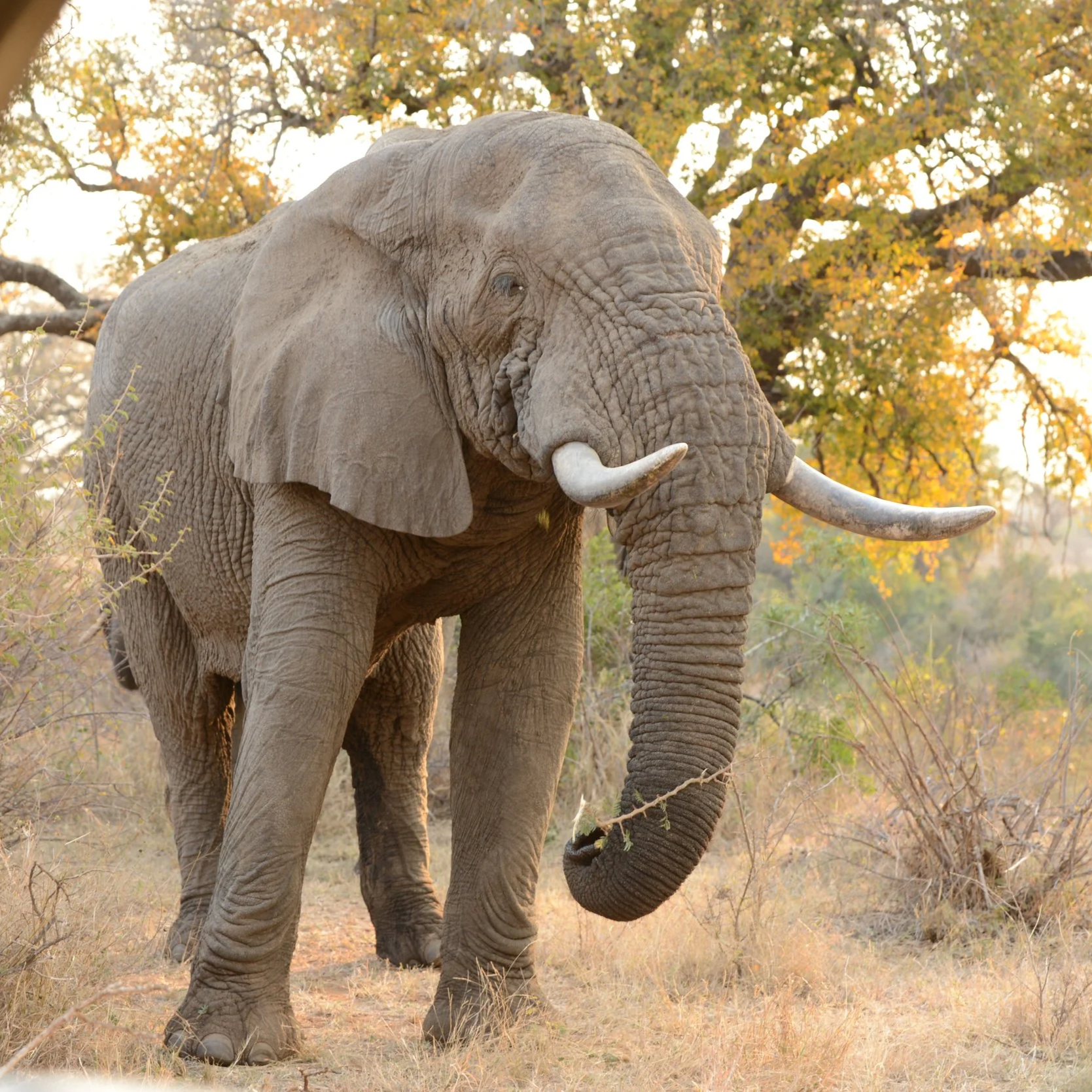 Large Elephant bull feeding beneath a Jackalberry tree in Klaserie Private Nature Reserve, South Africa