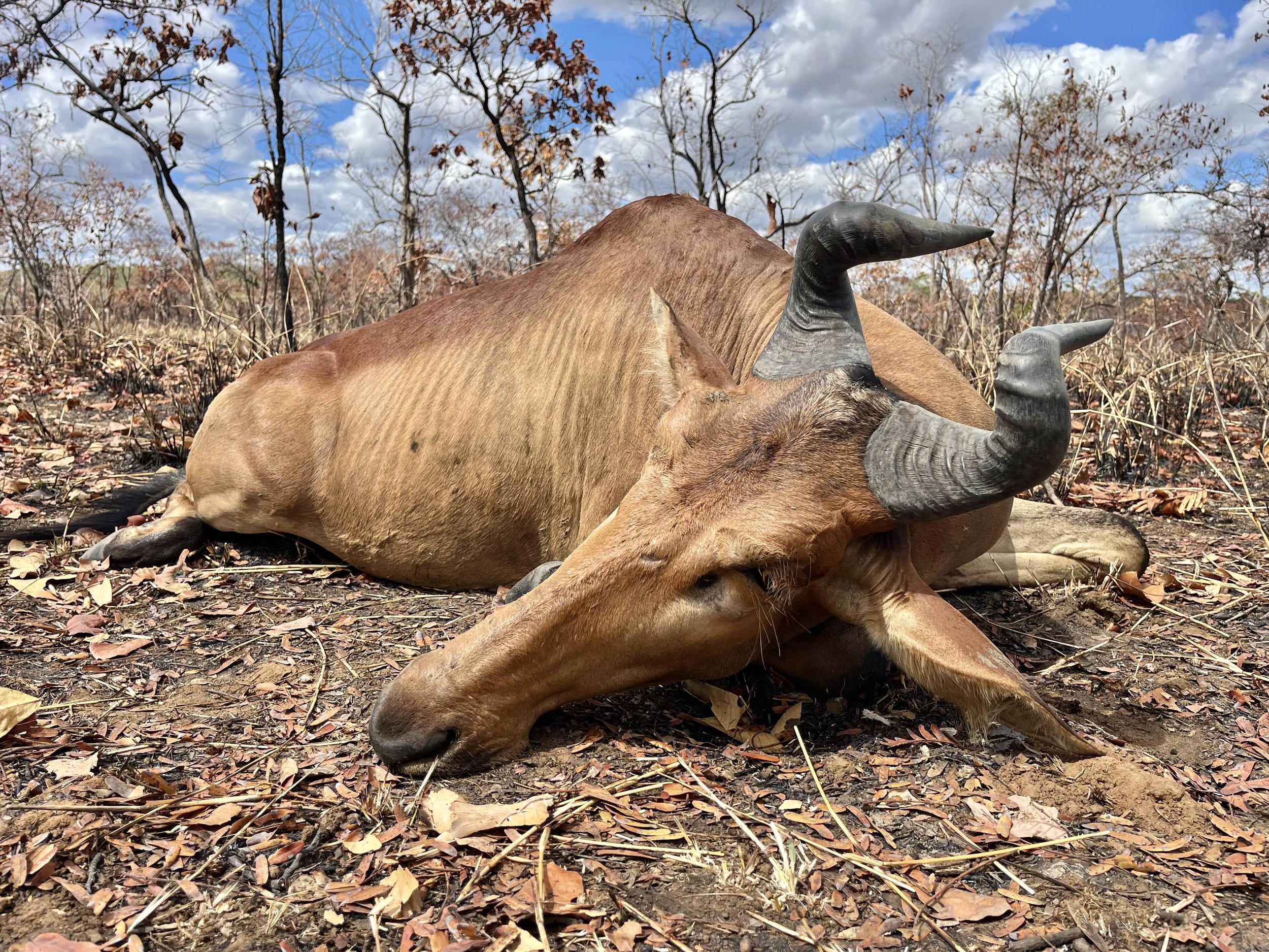 Lichtensteins Hartebeest bull. Niassa Mozambique