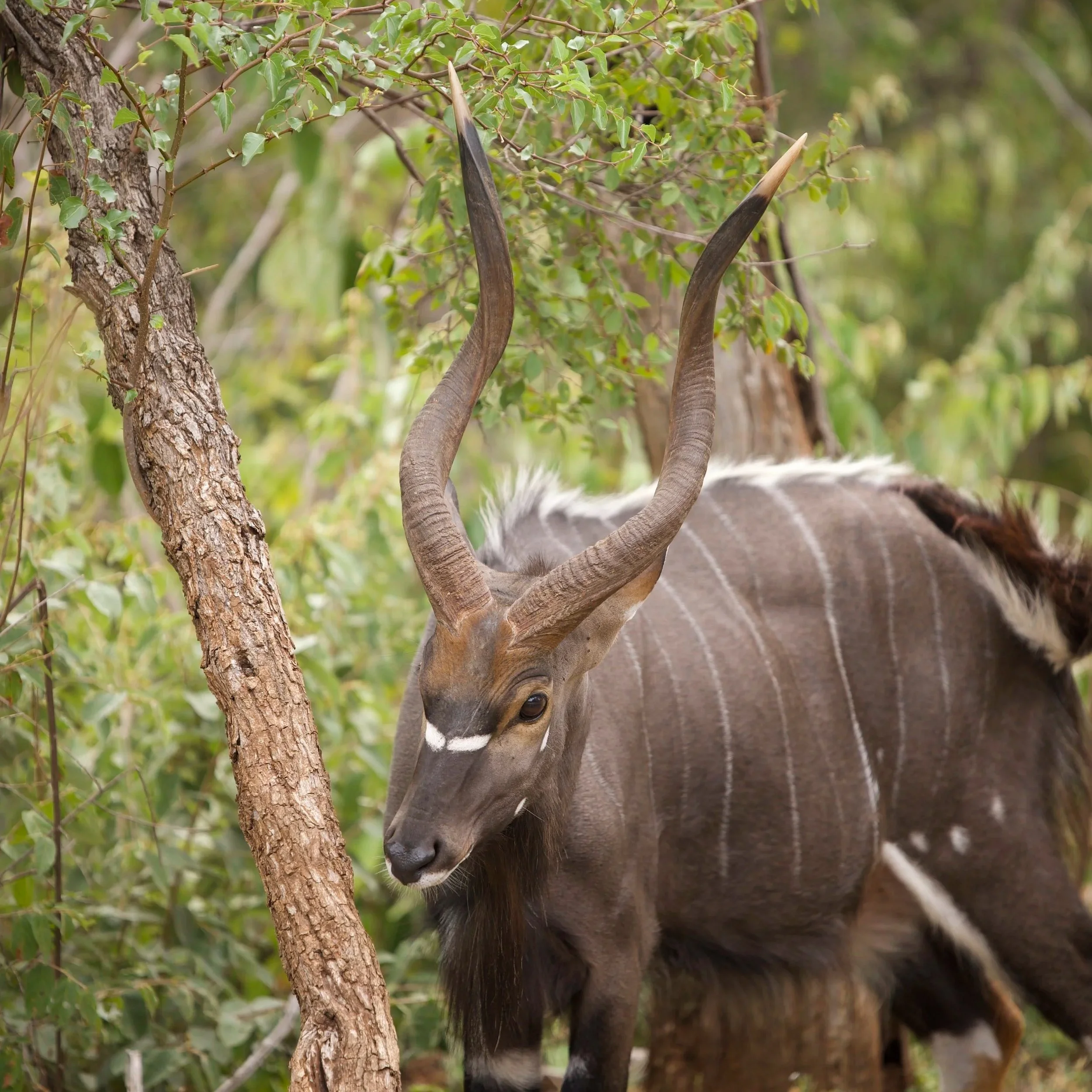Nyala Bull photographed in the Hoedspruit area of Limpopo, South Africa