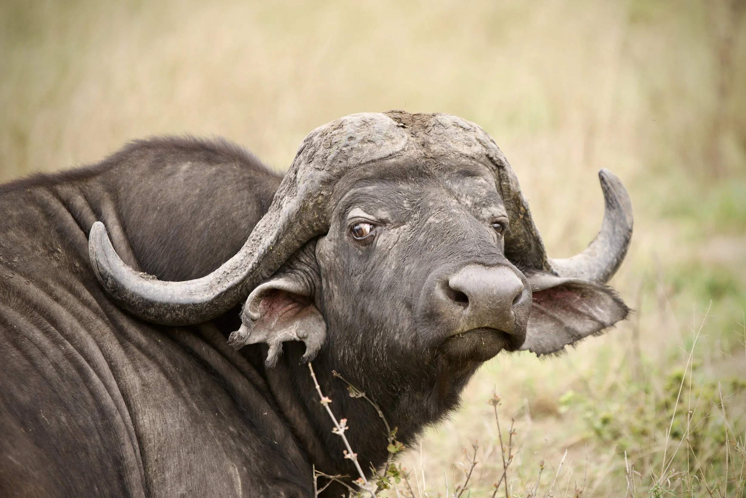 Cape buffalo Bull in Klaserie Private Nature Reserve