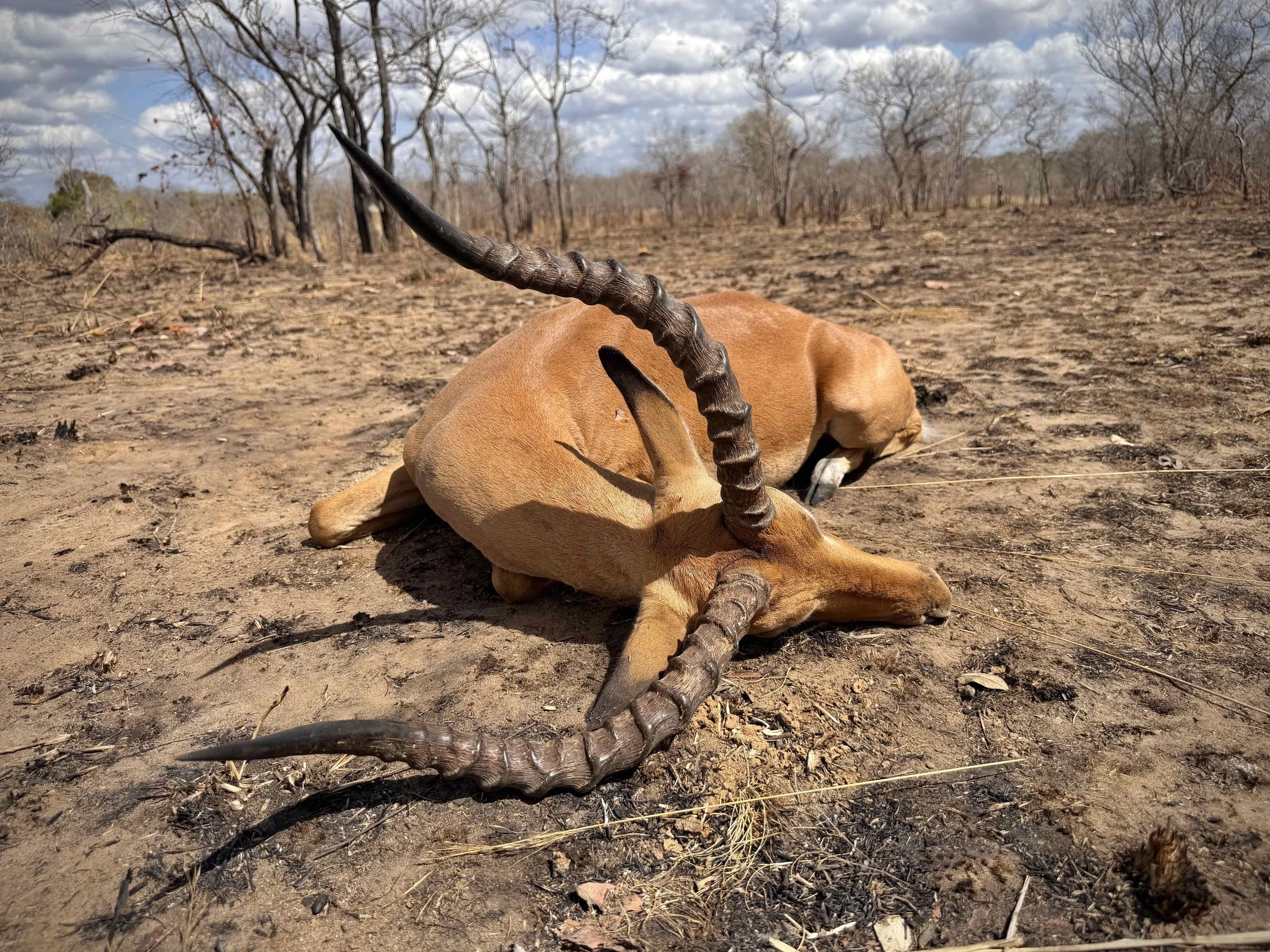 Johnsons Impala ram hunted in Northern Mozambique
