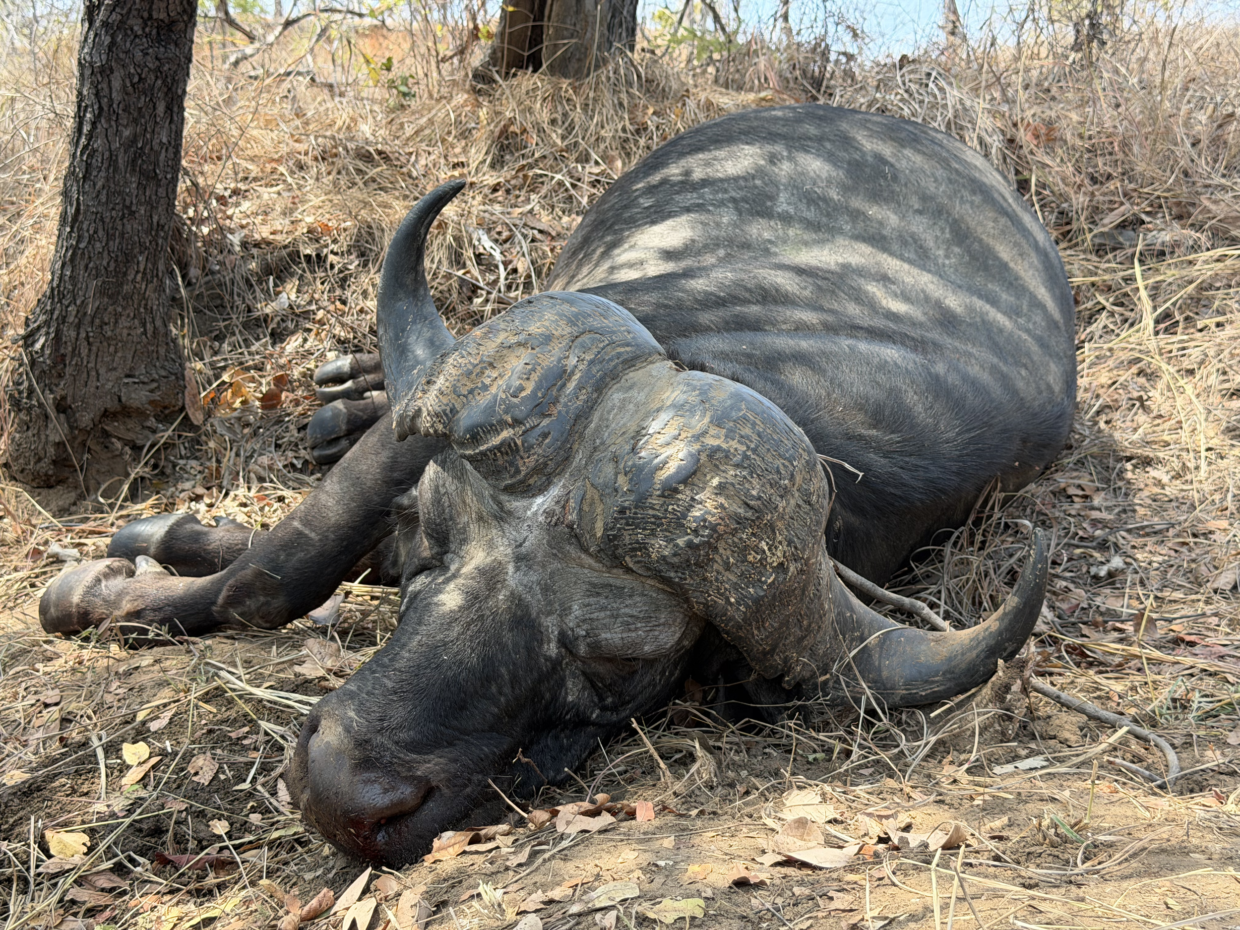 Cape buffalo bull hunted after a long stalk in Mozambique