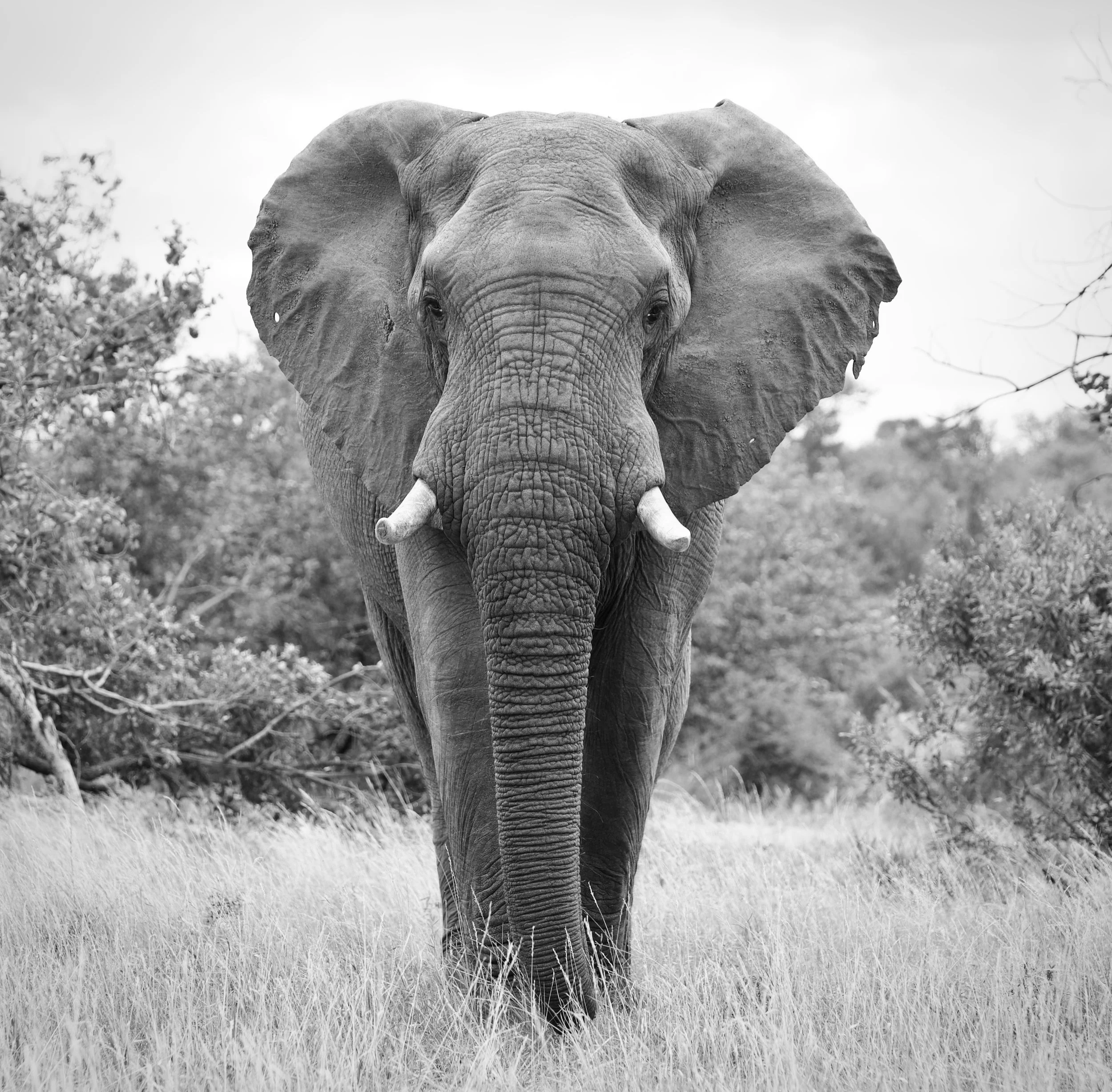 Elephant bull feeding in a grassy patch in Klaserie Private Nature Reserve, South Africa