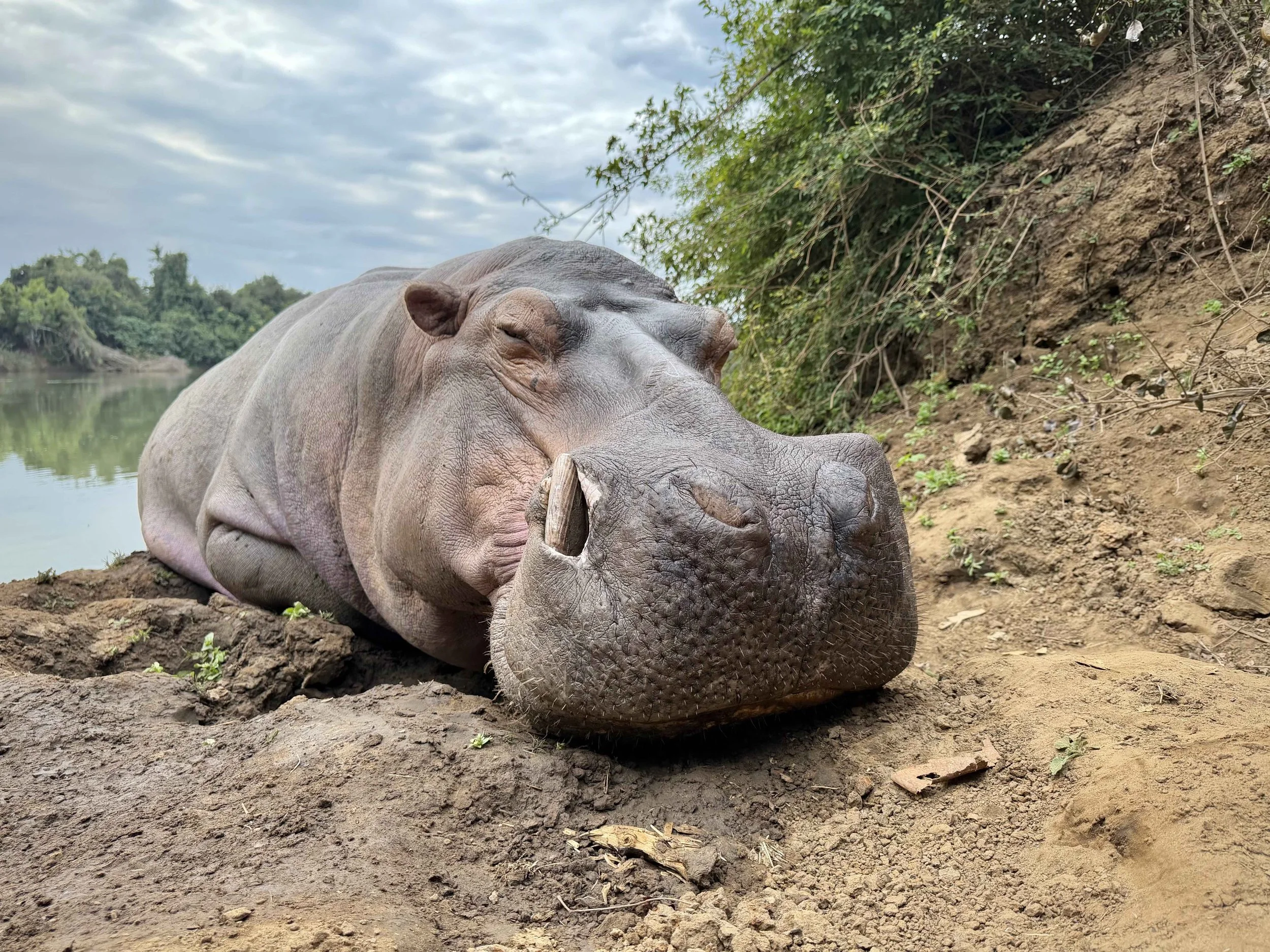 A hippo bull hunted in Mozambique