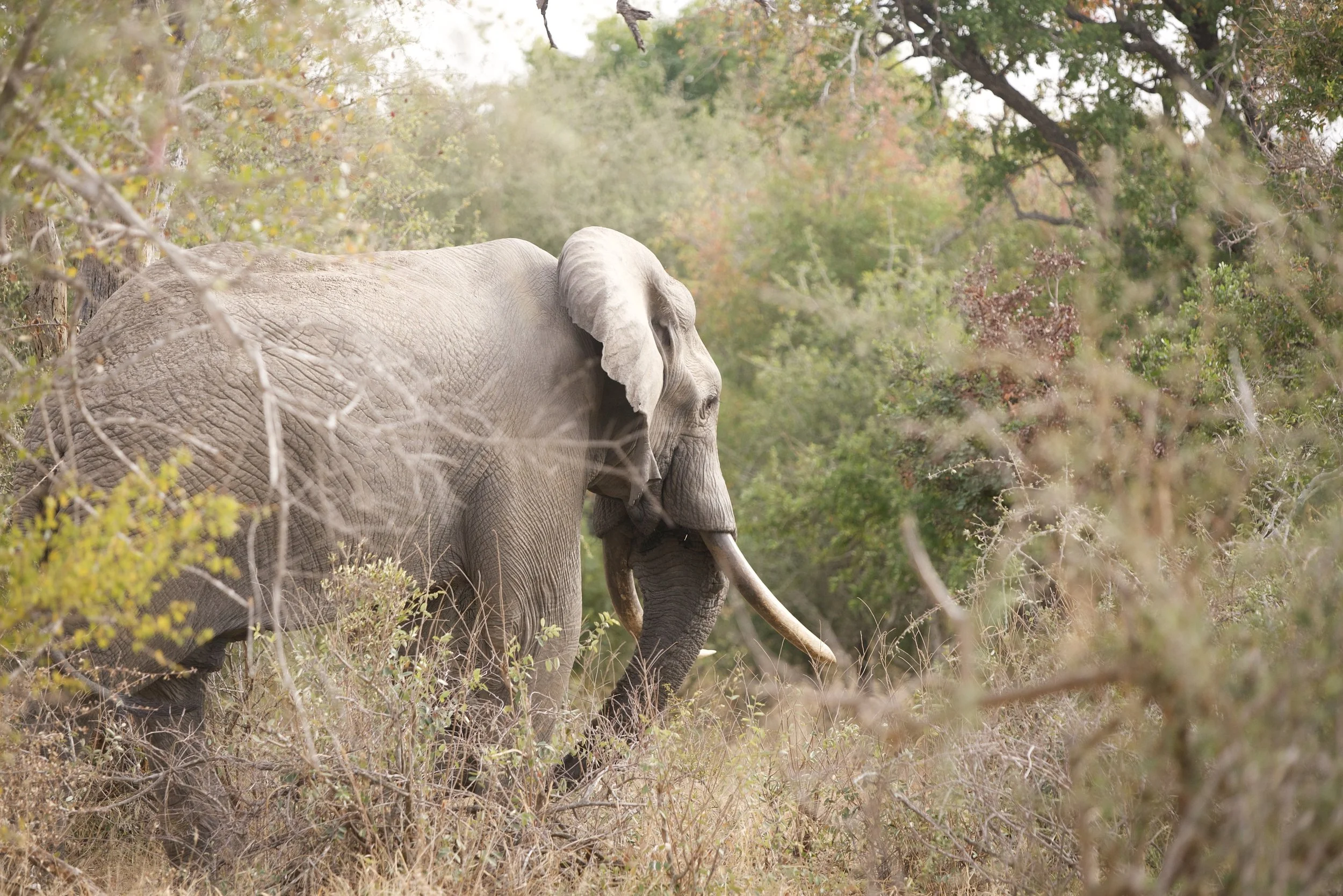 A Lone Elephant bull carrying nice ivory, Mpumalanga, South Africa