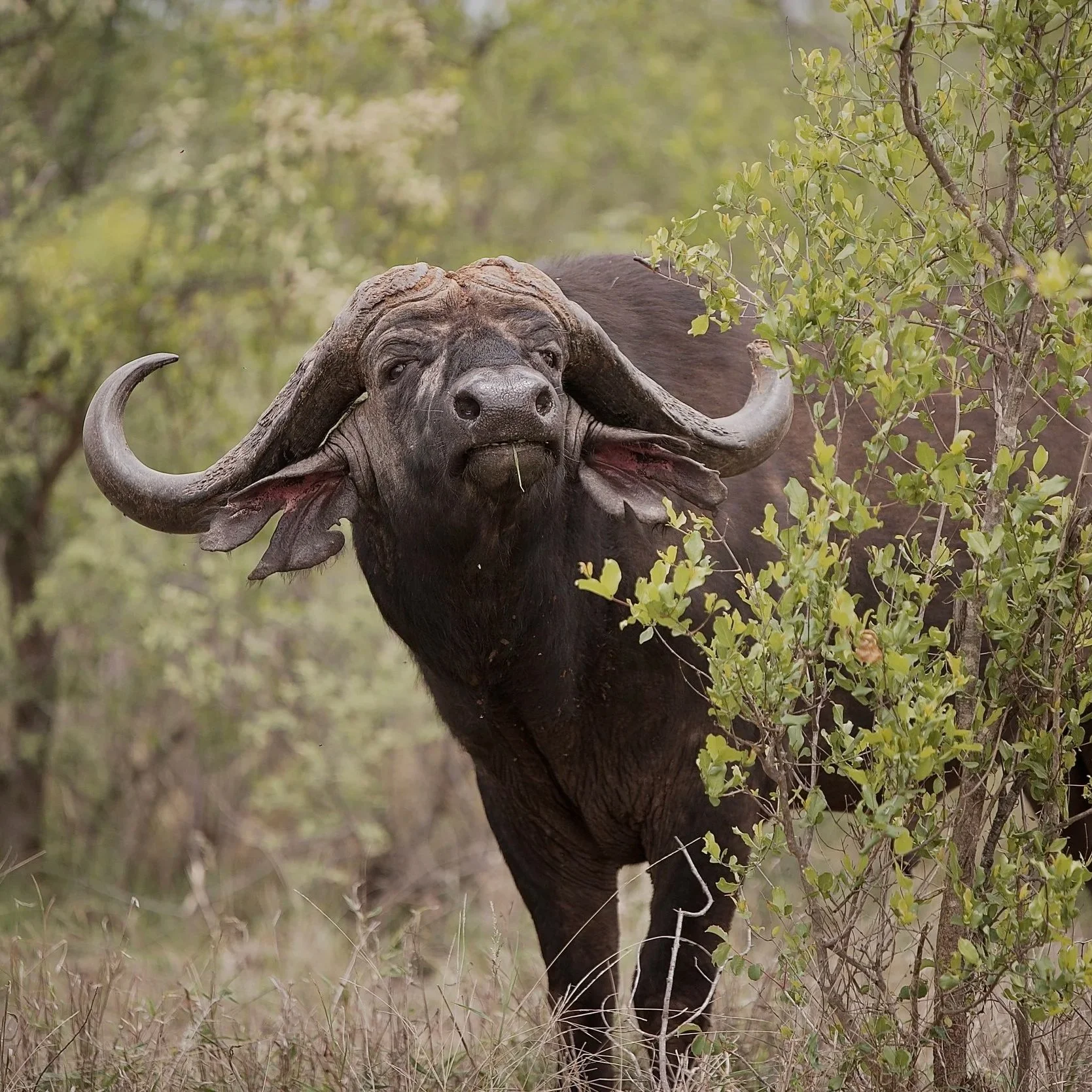 Cape buffalo Bull photographed in Klaserie Private Nature Reserve, South Africa
