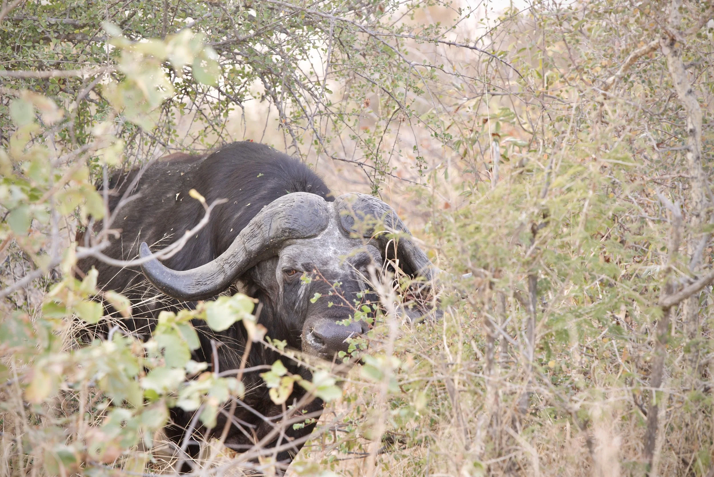 Lone Dugga Boy photographed in the Lowveld of South Africa
