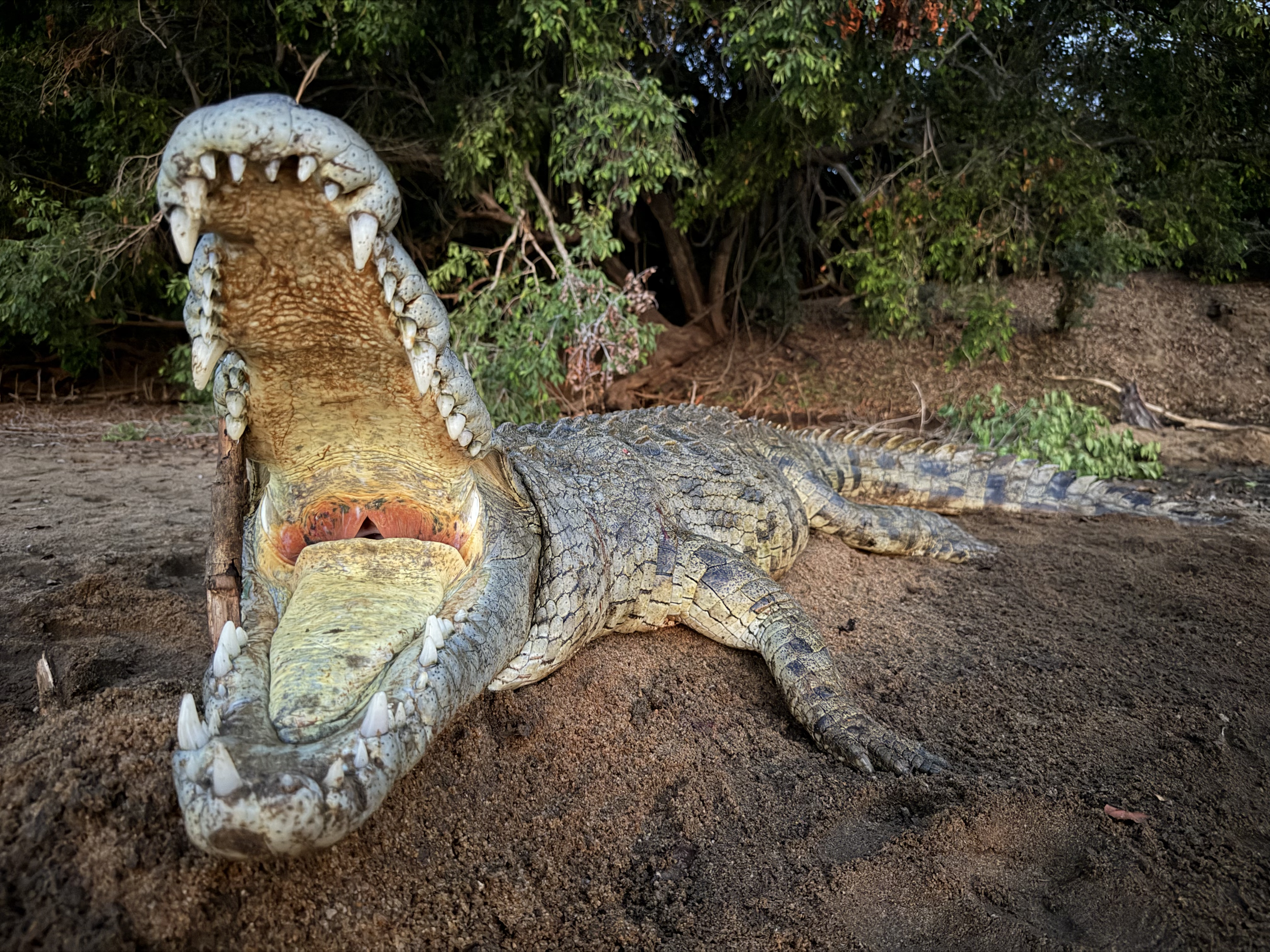 Crocodile hunted in Northern Mozambique after an attack on a fisherman
