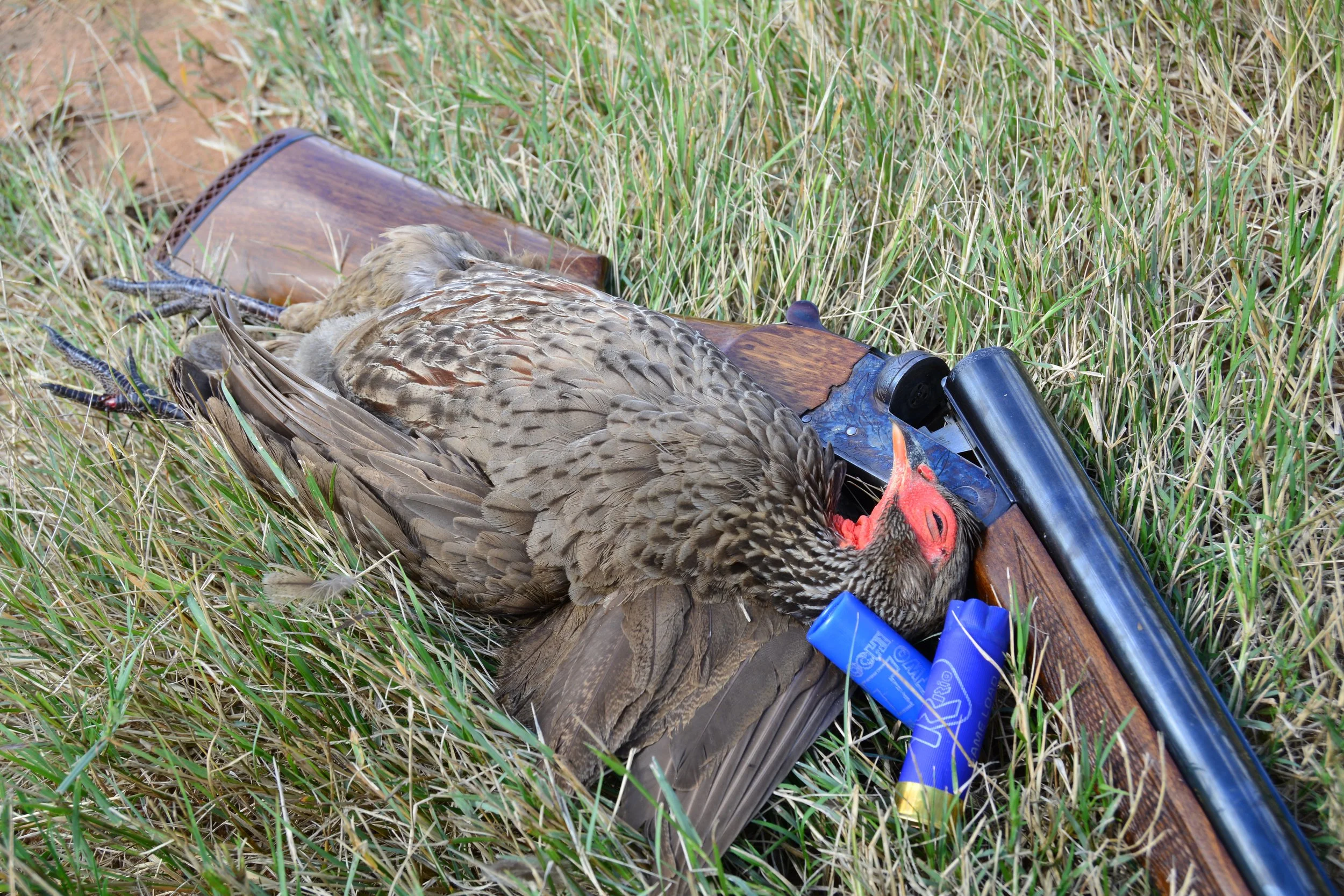 Swainsons Spurfowl taken with a 12ga side by side in the Highveld.