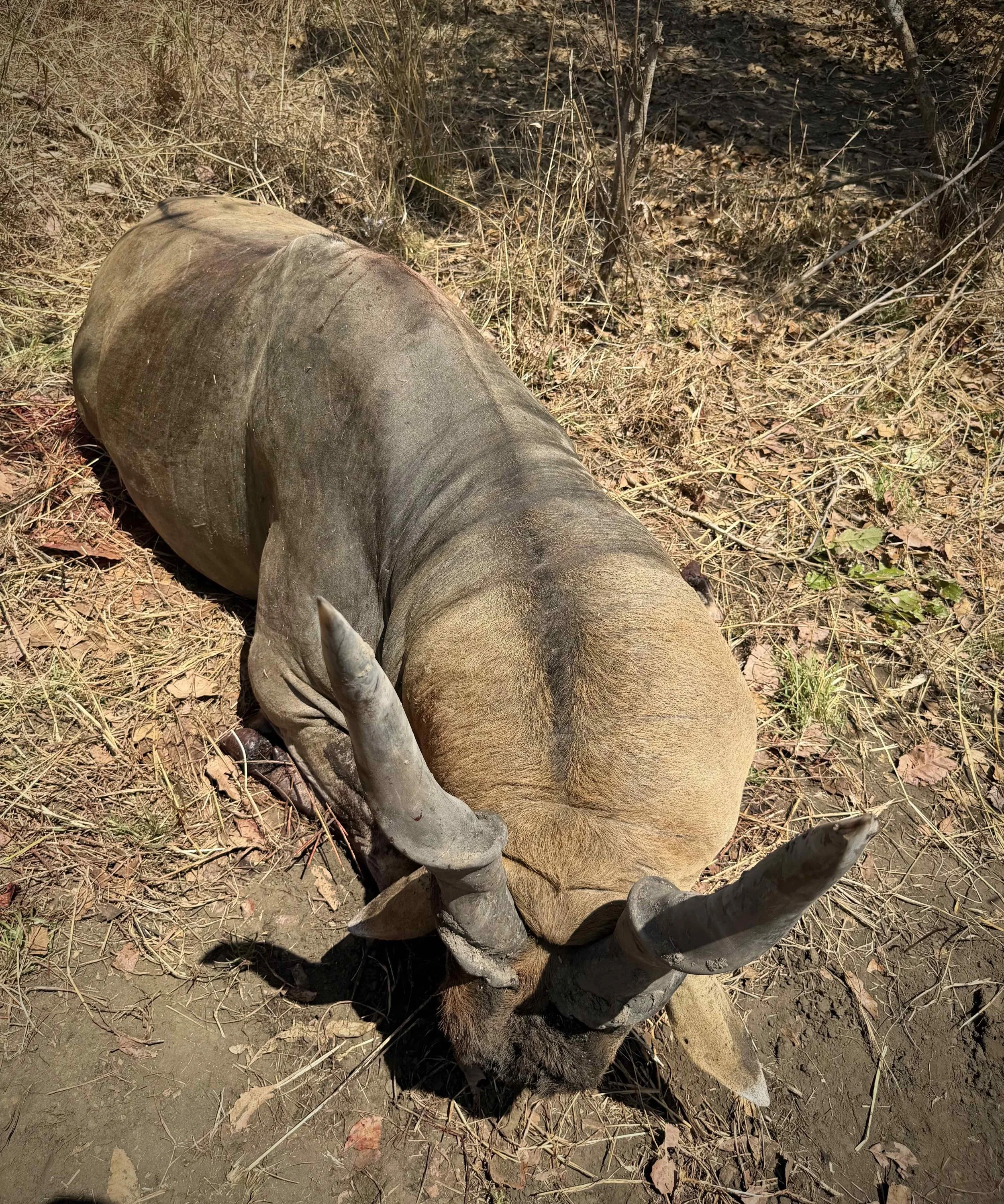 Livingstone's Eland Bull from Niassa, Mozambique