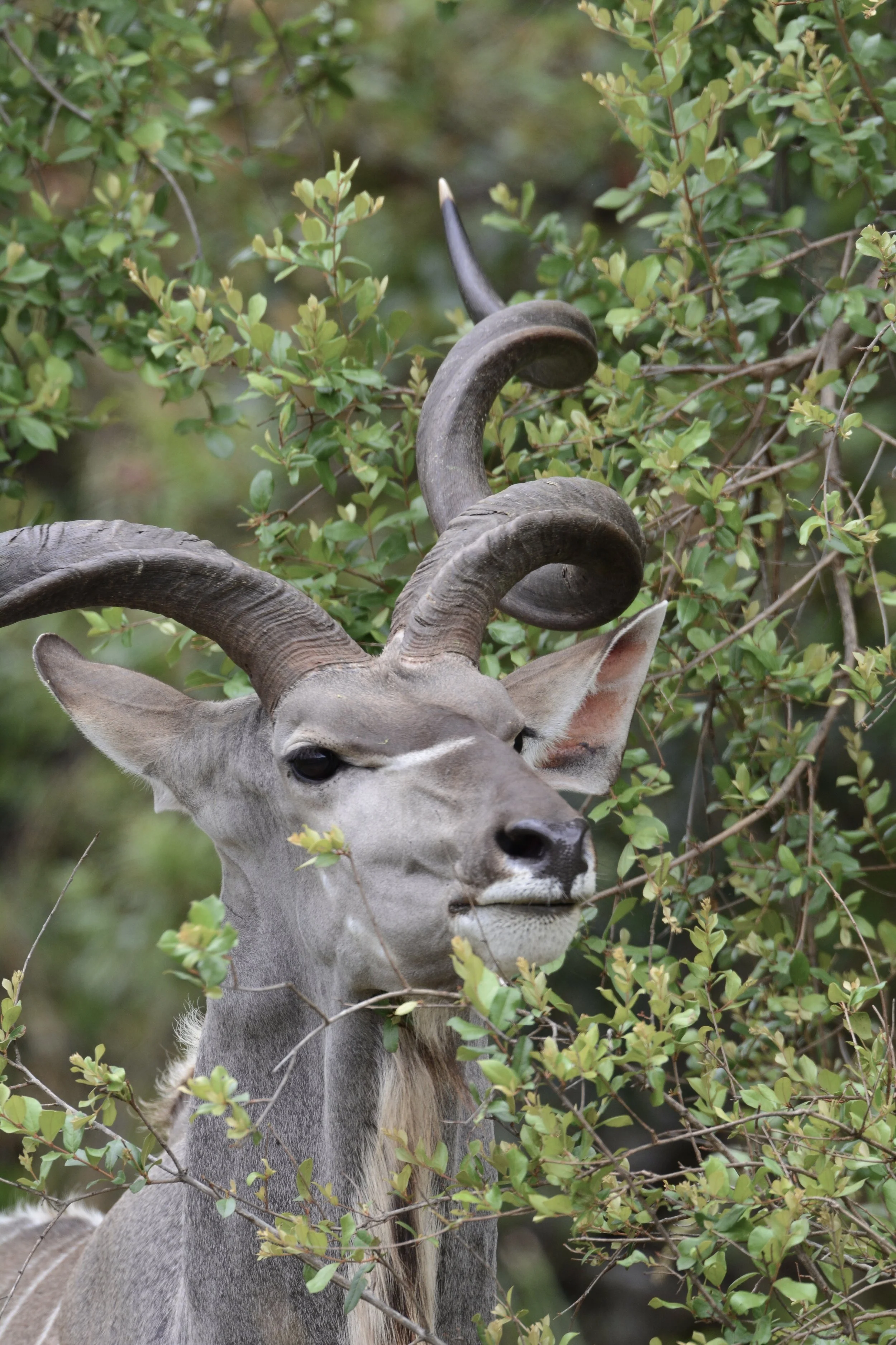 Kudu Bull feeding on fresh leaves in Kruger National Park, South Africa