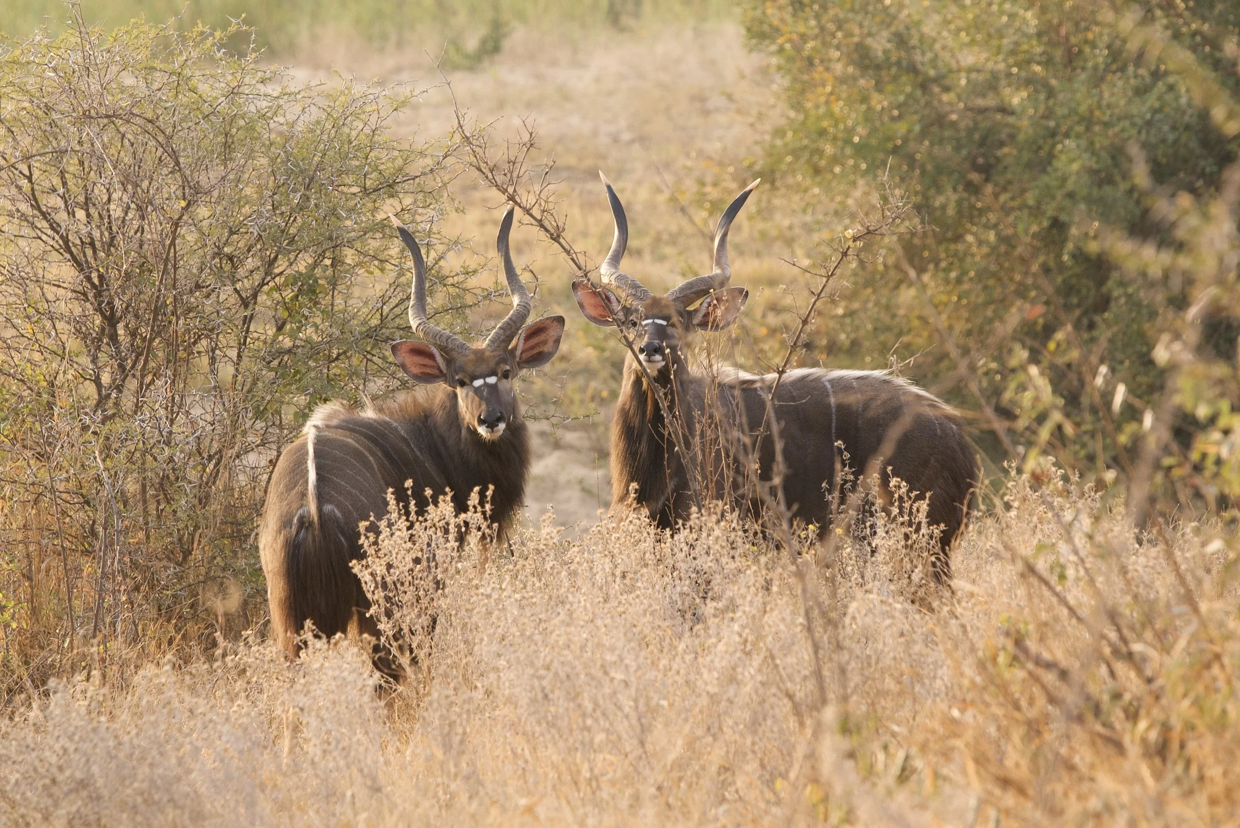 Two Stunning Nyala Bulls photographed in the Klaserie Private Nature Reserve