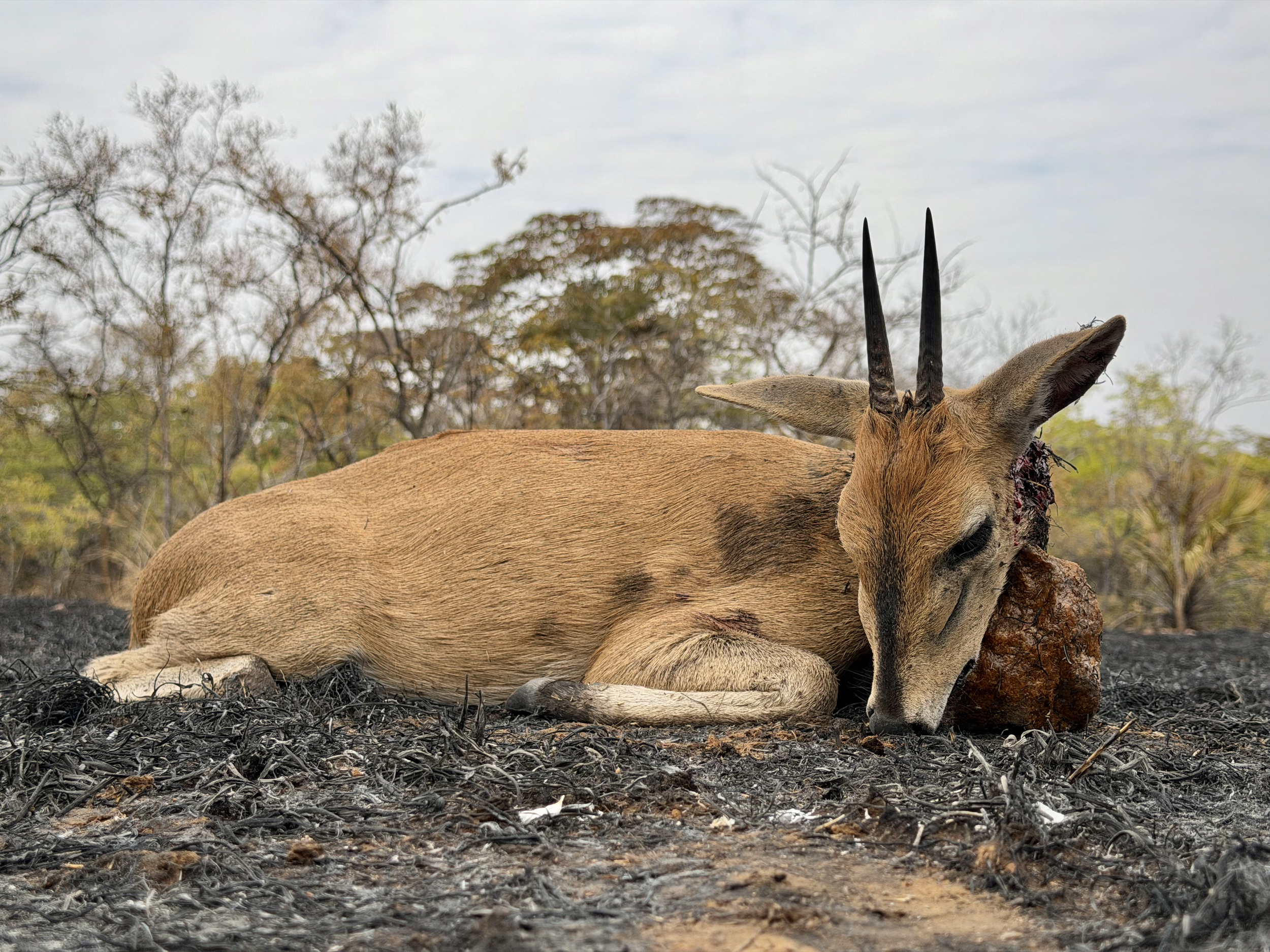 Common Duiker Hunted in Niassa 