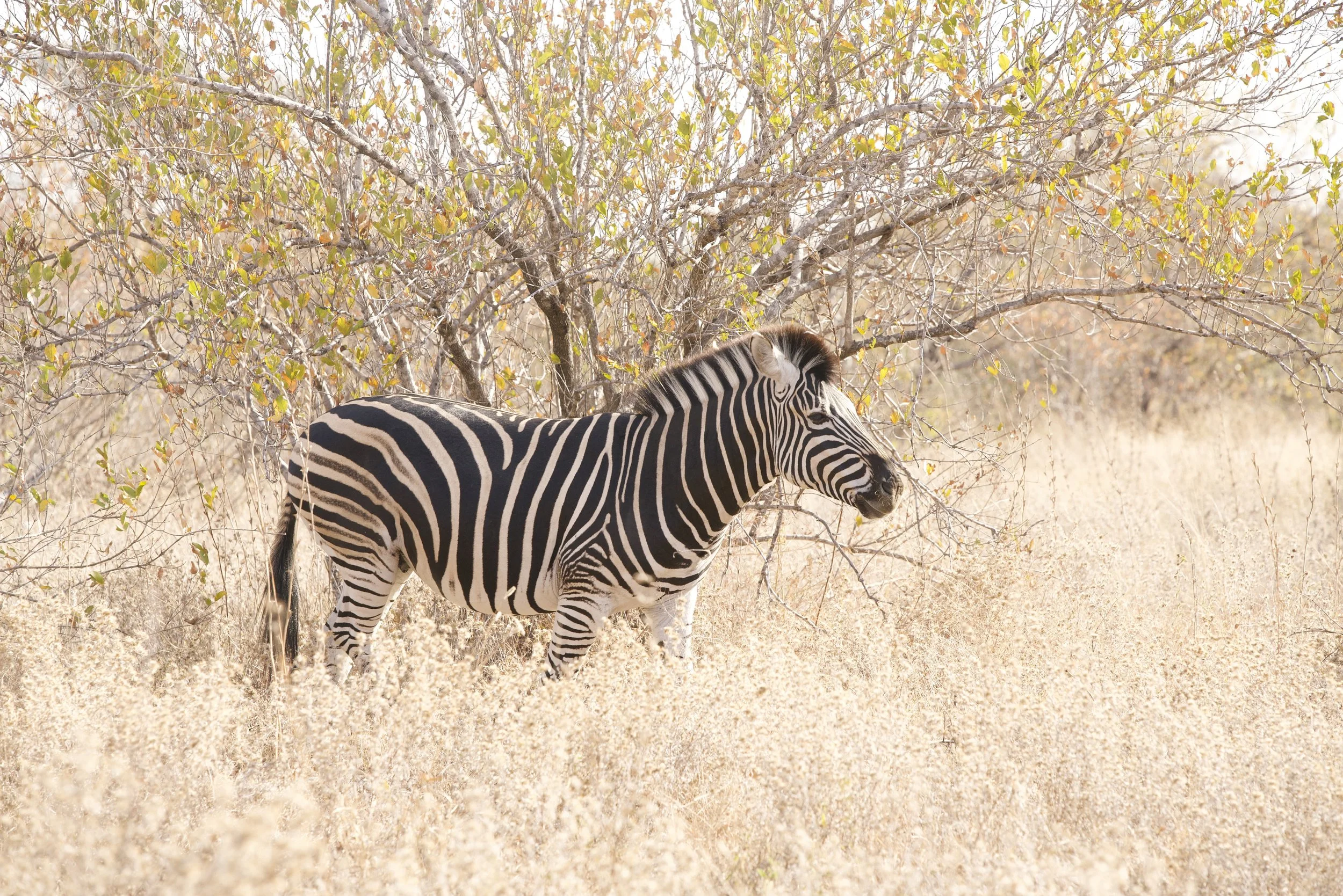 Burchells Zebra Stallion on the move in winter. Photographed in Klaserie Private Nature Reserve, South Africa