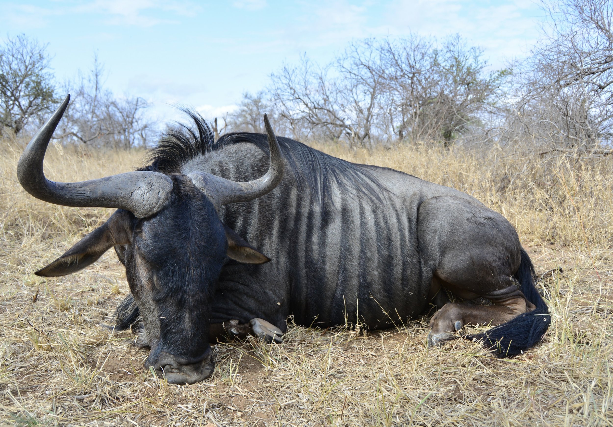 Blue Wildebeest Bull hunted in the Lowveld of Mpumalanga