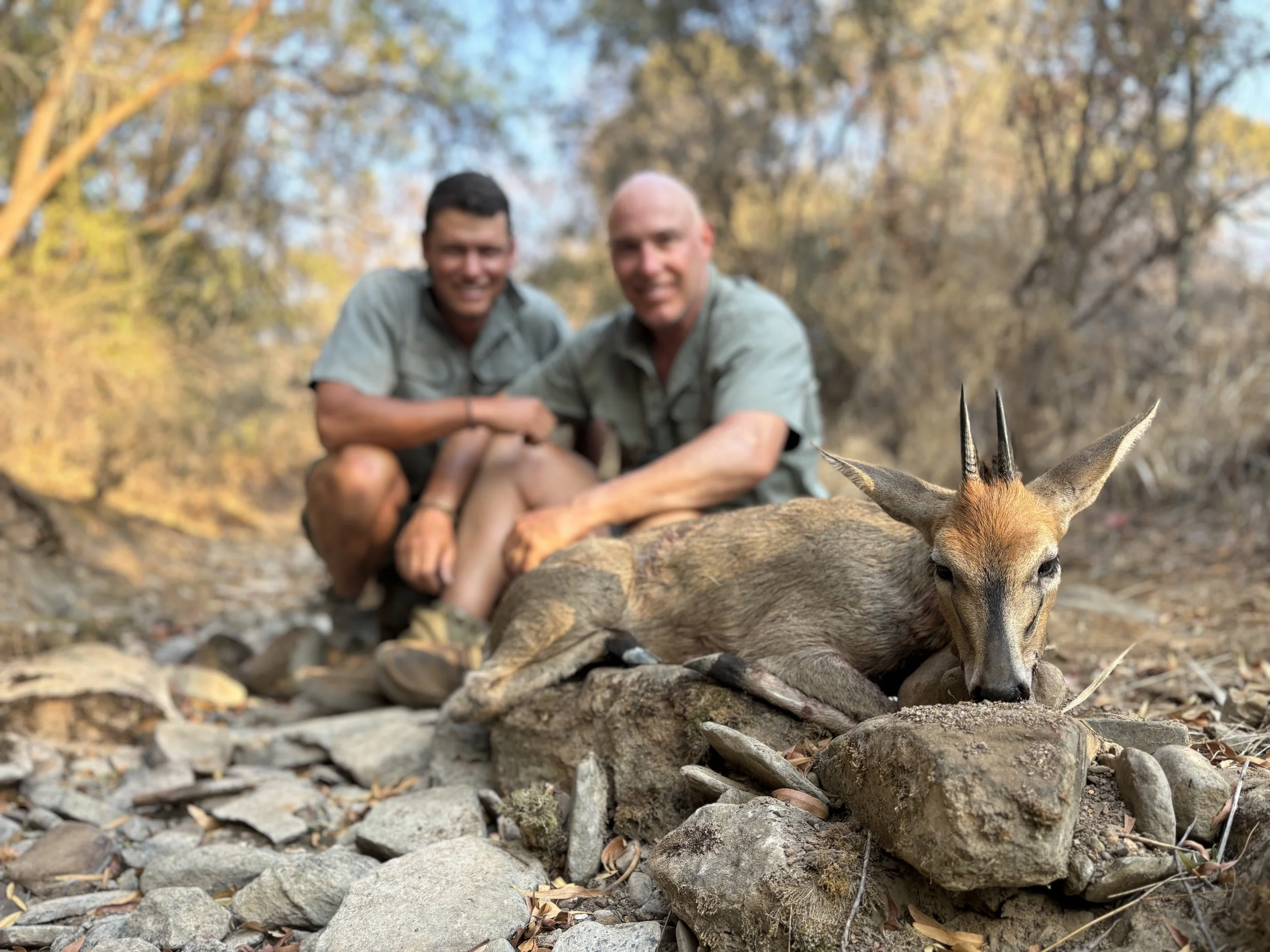 Grey Duiker hunted in Limpopo, South Africa