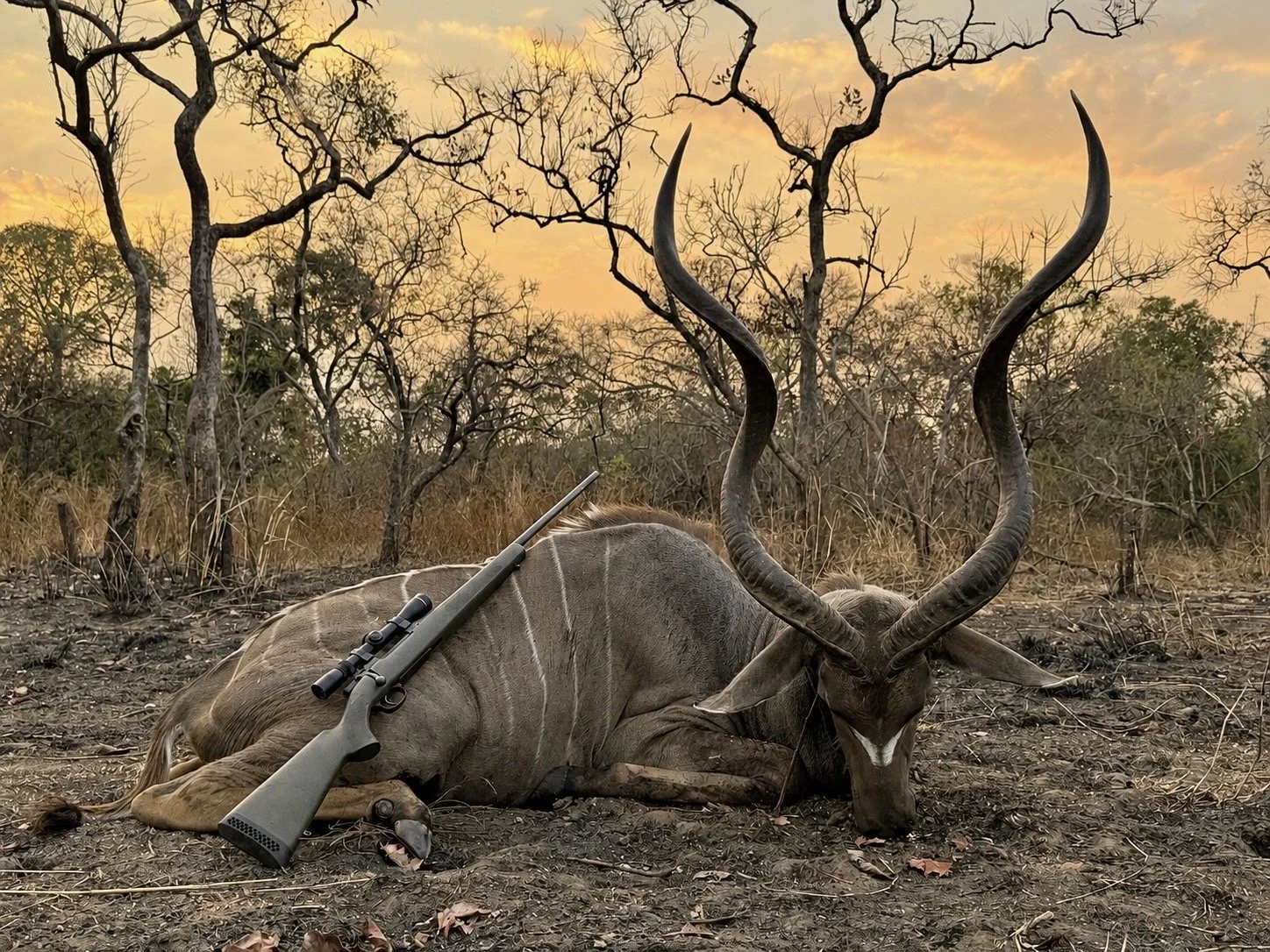 Kudu Bull hunted at sunset in an open area