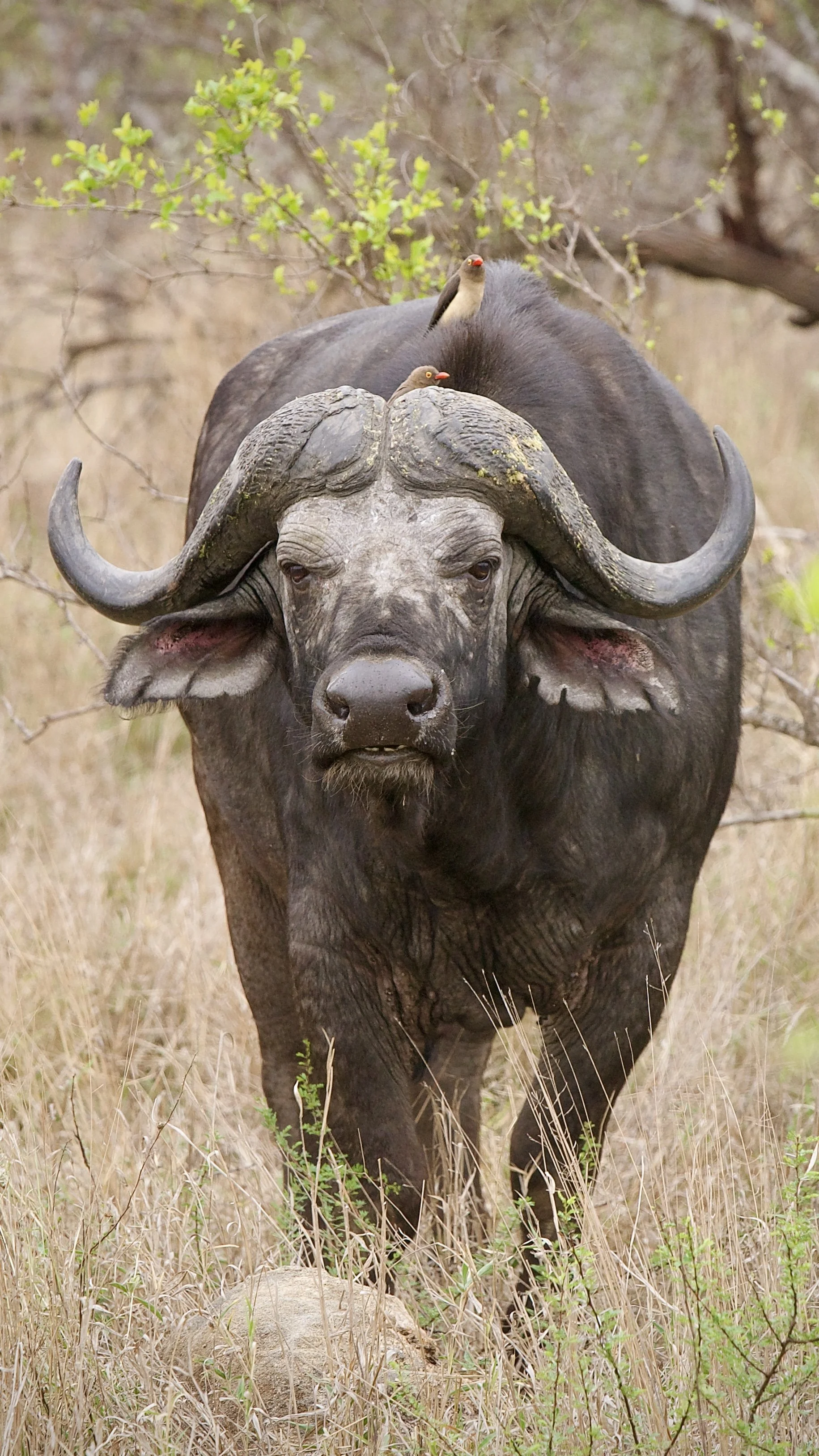 Cape buffalo with two oxpecker birds perched on its back in Klaserie Private Nature Reserve