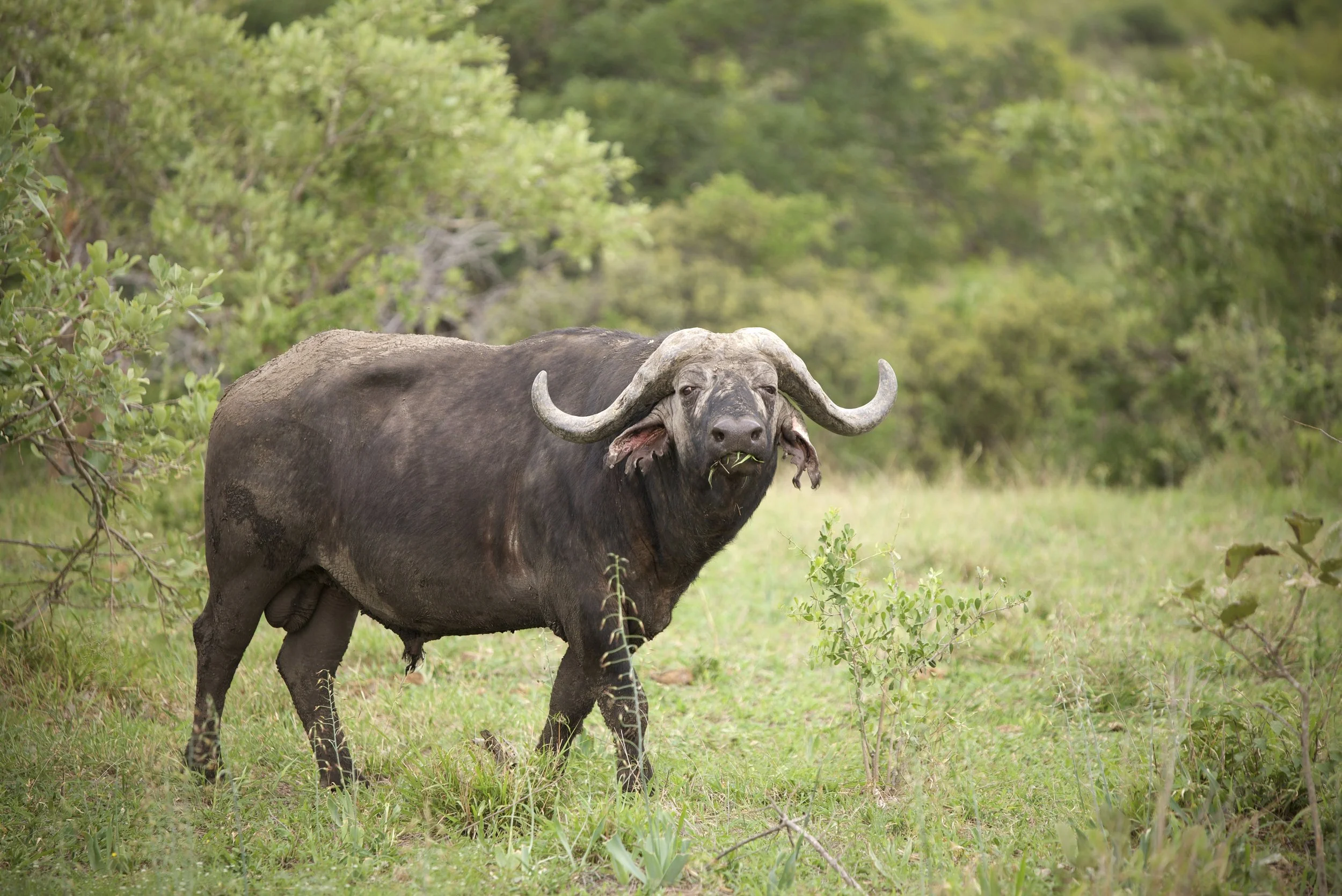 Lowveld