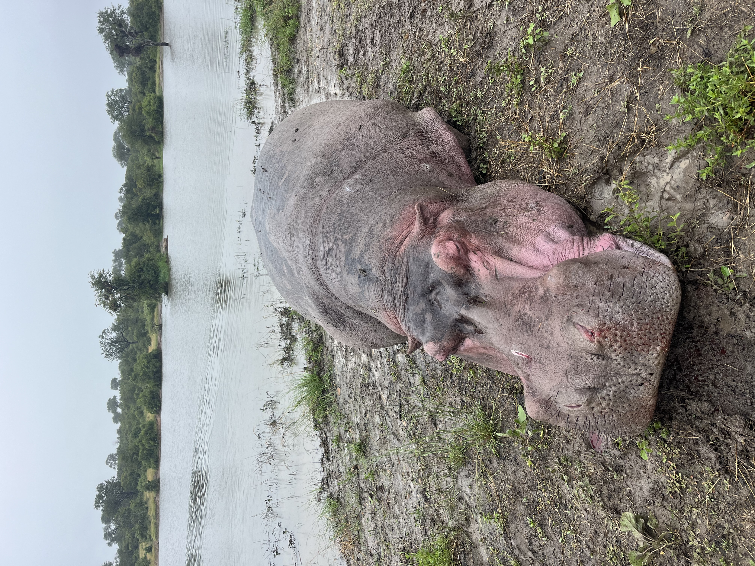 Hippo Bull Hunted in the Lowveld of Mpumalanga with a 460 Weatherby